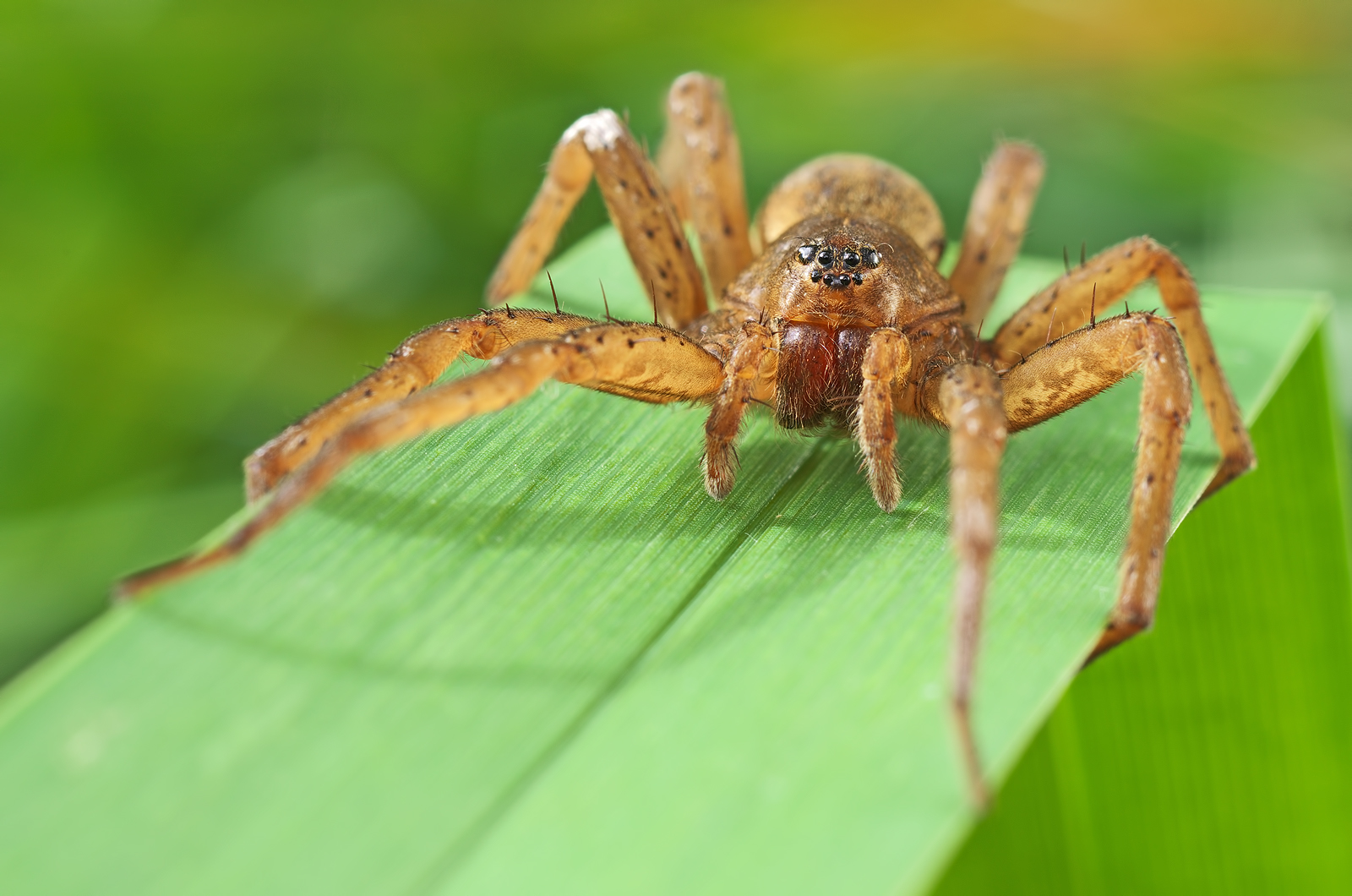Dolomedes plantarius