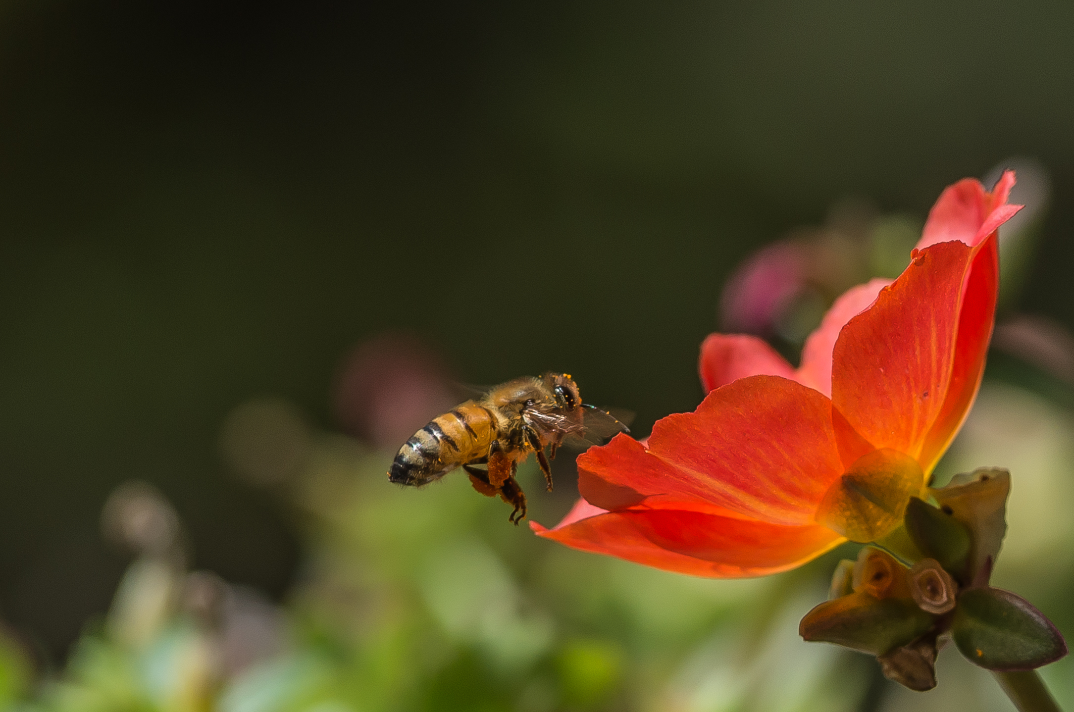 chi va nel mulino s infarina