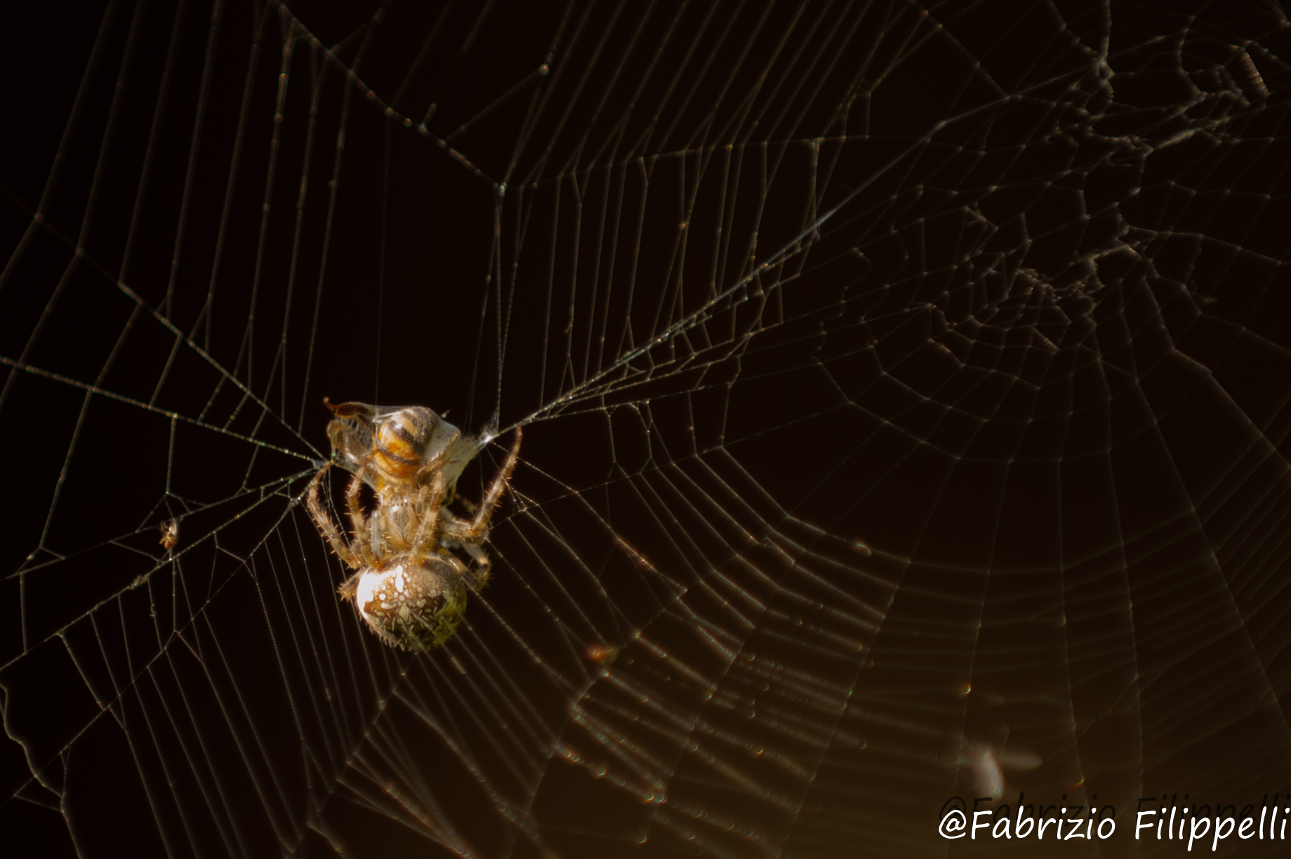 La cena del ragno...