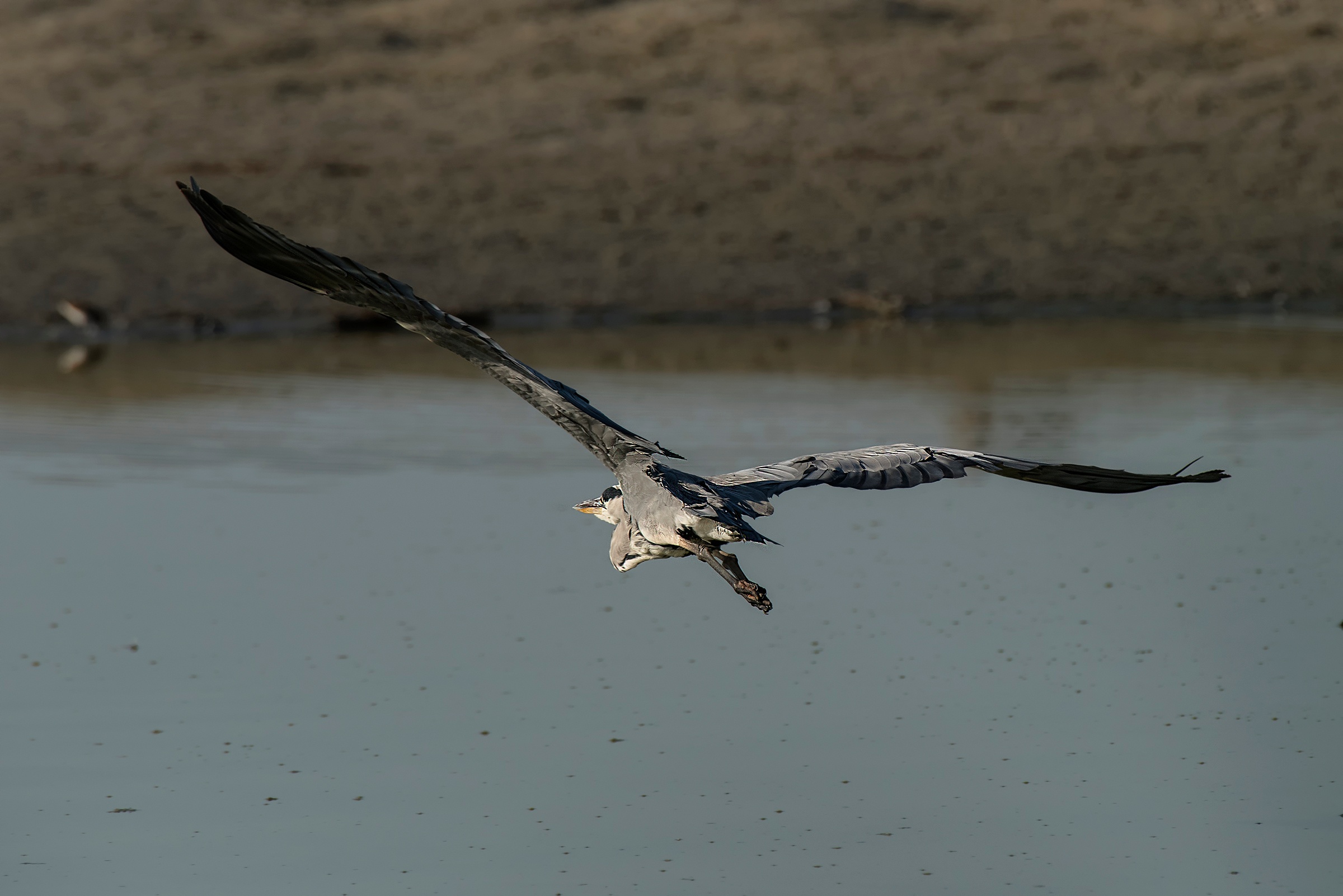 Airone Cenerino in flight