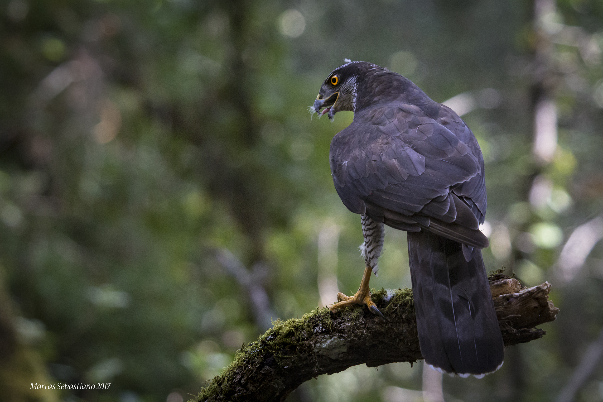 Accipiter gentilis arrigonii