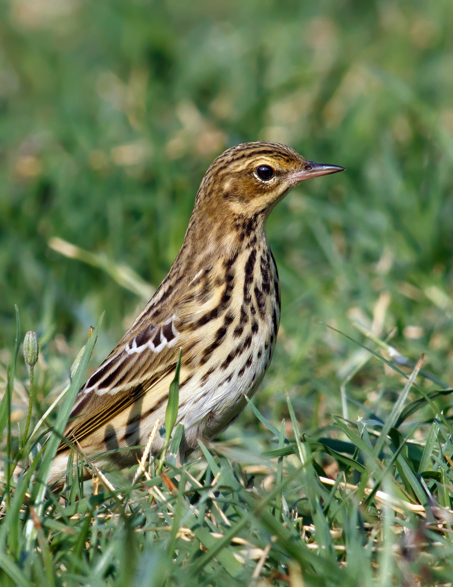 Pipit