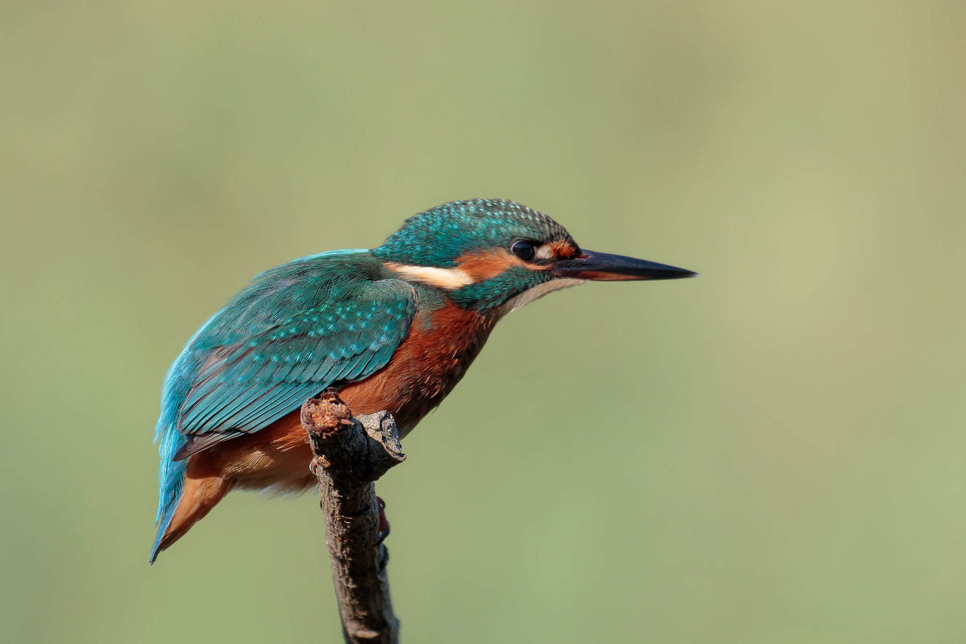 Kingfisher