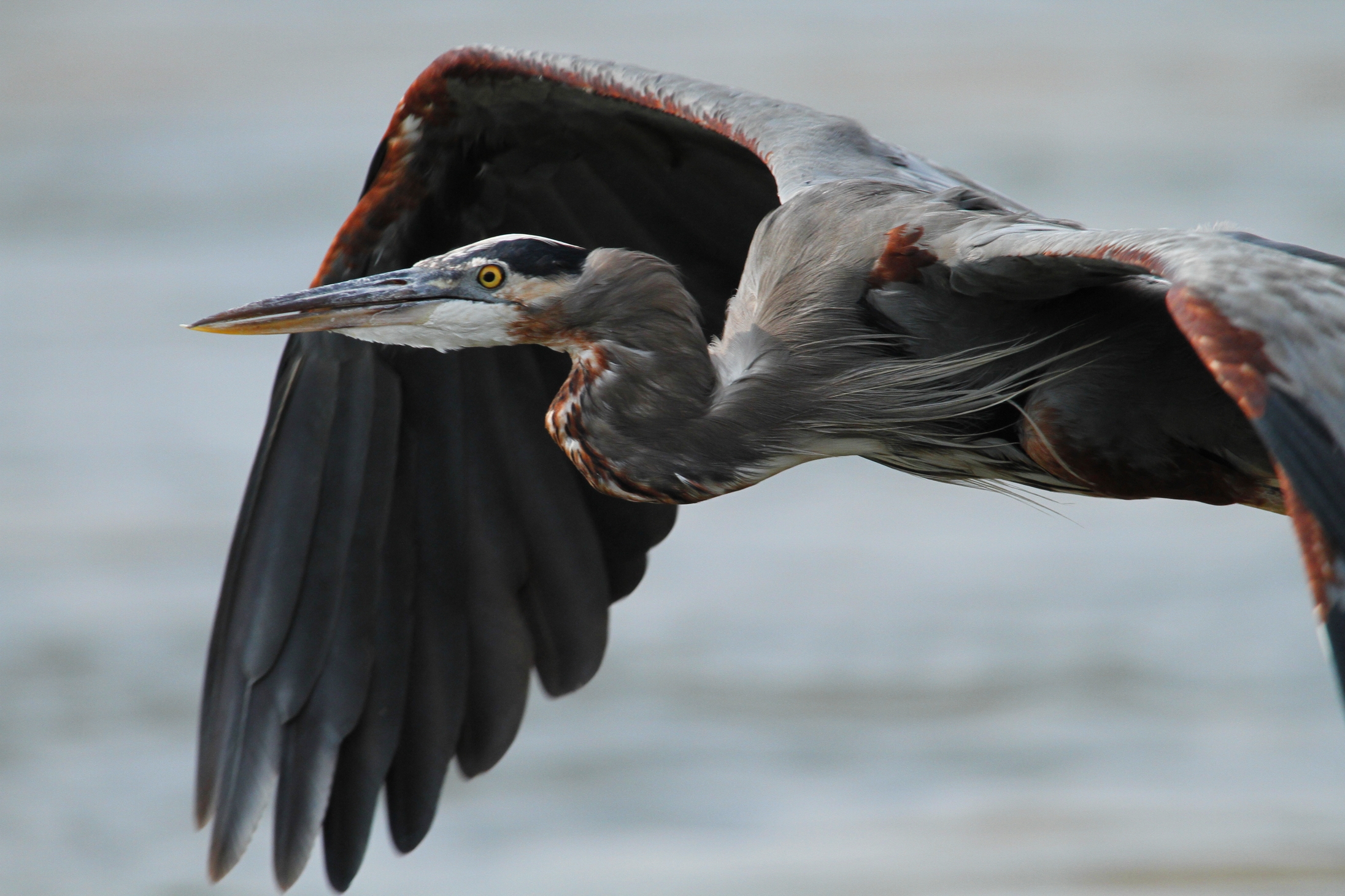 Great Blue Heron Flying Headshot
