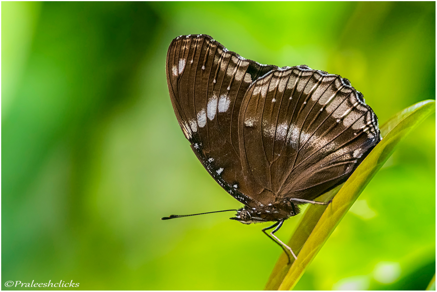 Great Eggfly