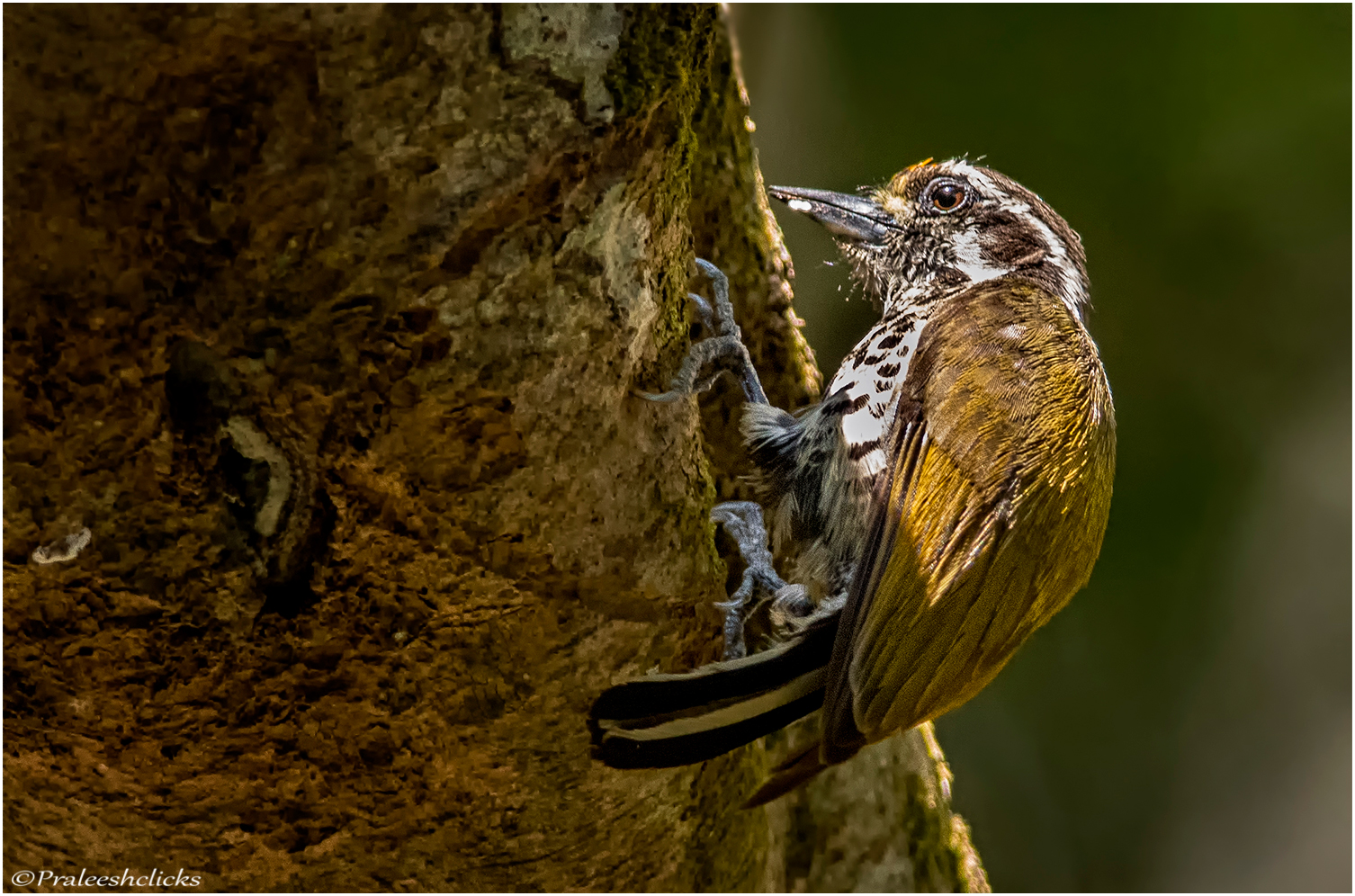 Speckled Piculet