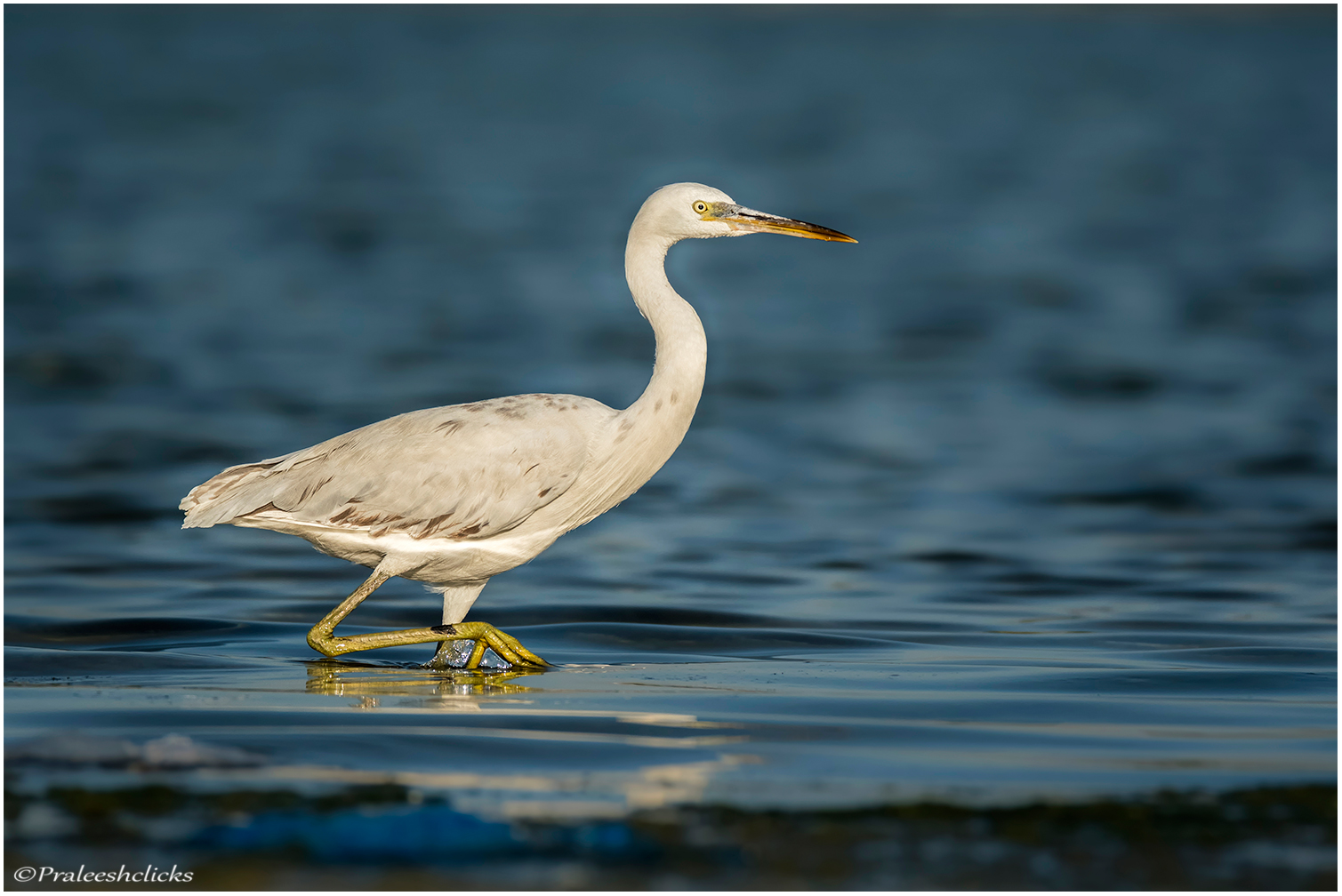 Western Reef Heron