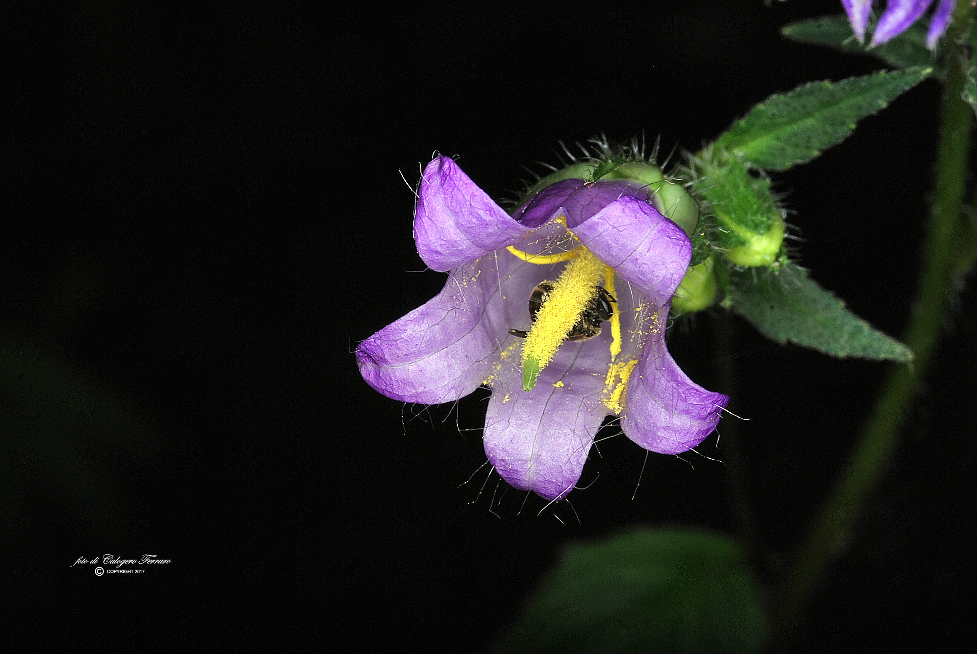 In the life path Gazzaniga- Fiorano al Serio