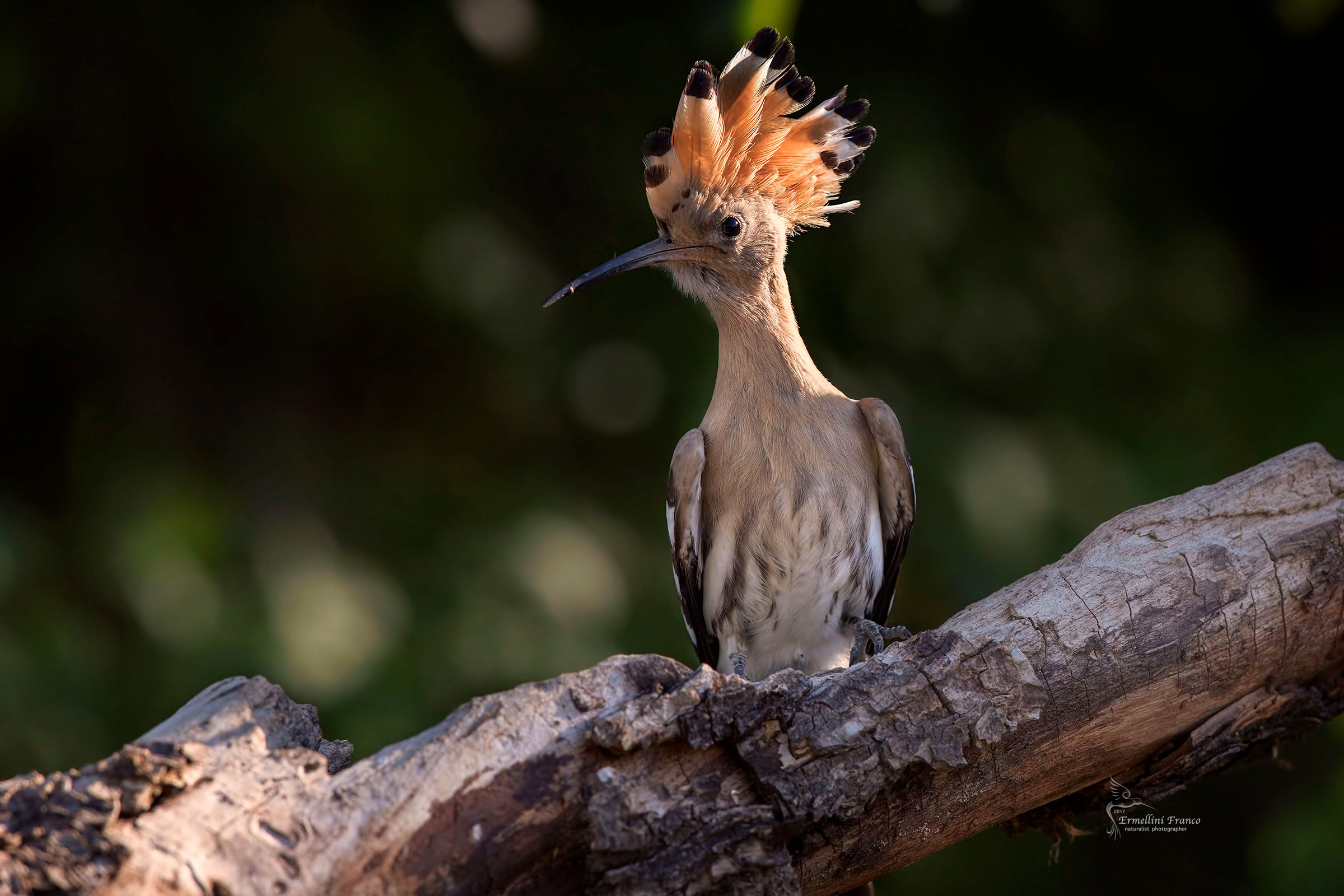Hoopoe