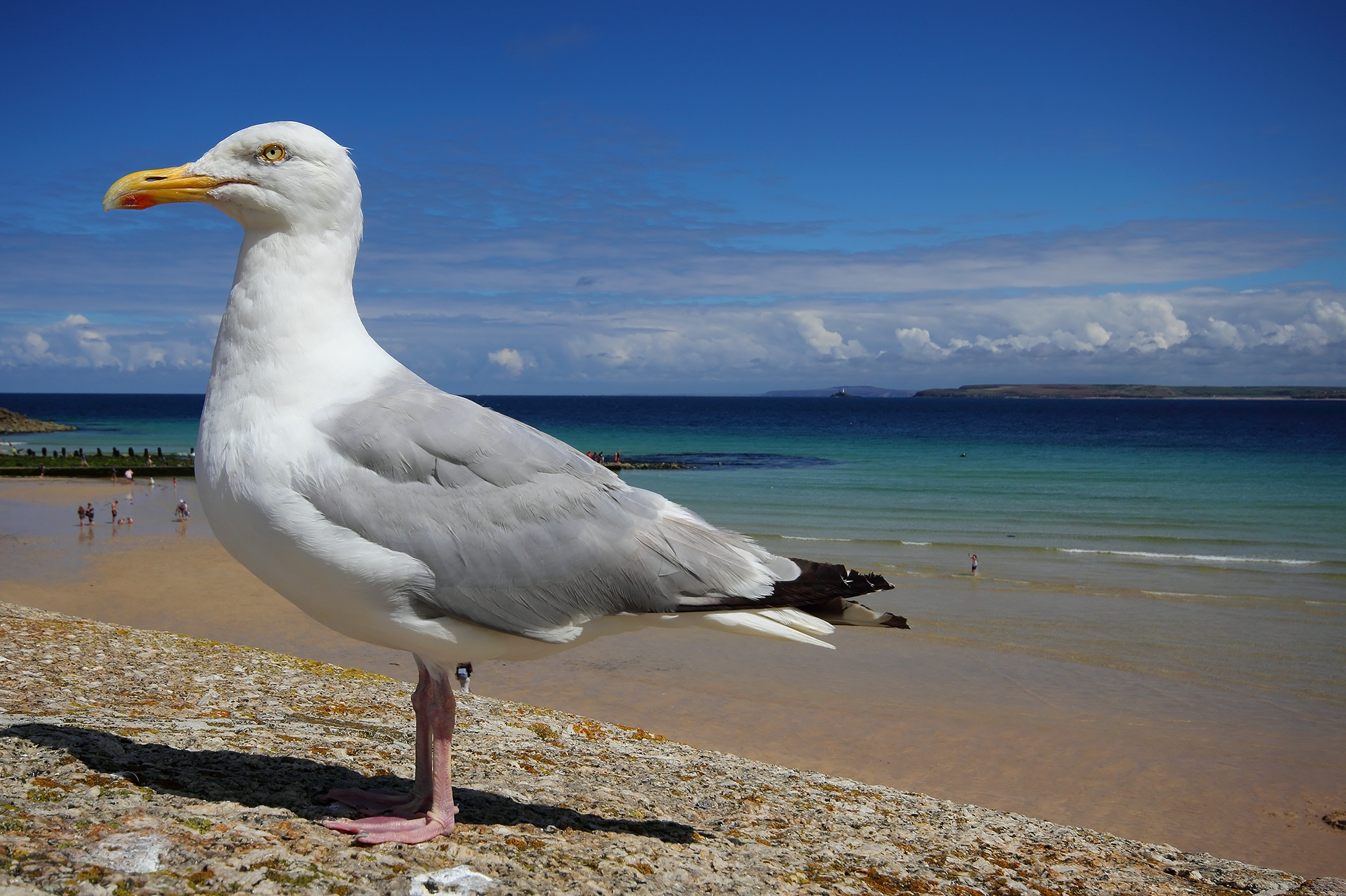 Il guardiano di Cornovaglia