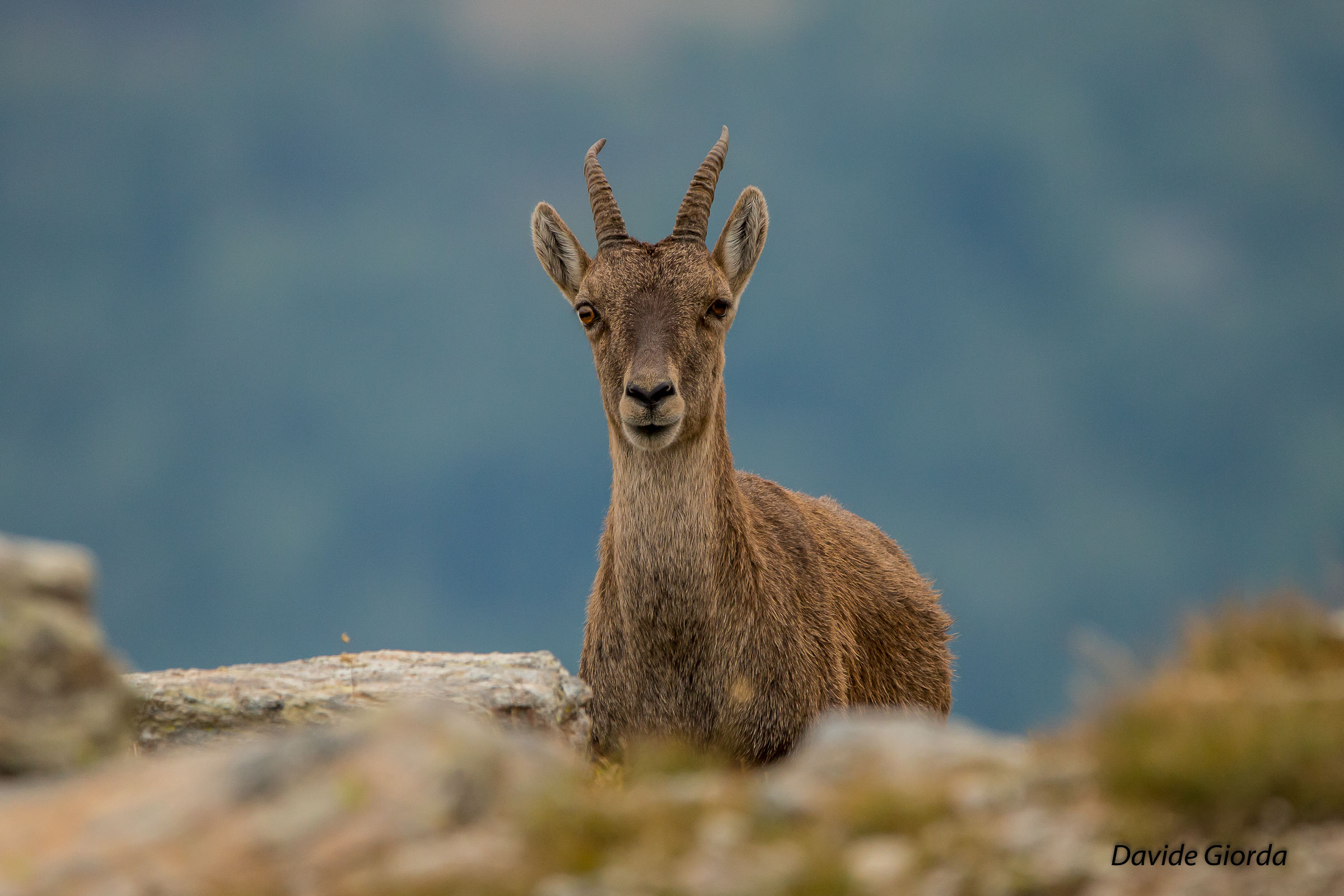 I Stambecco Young Pass Clopaca