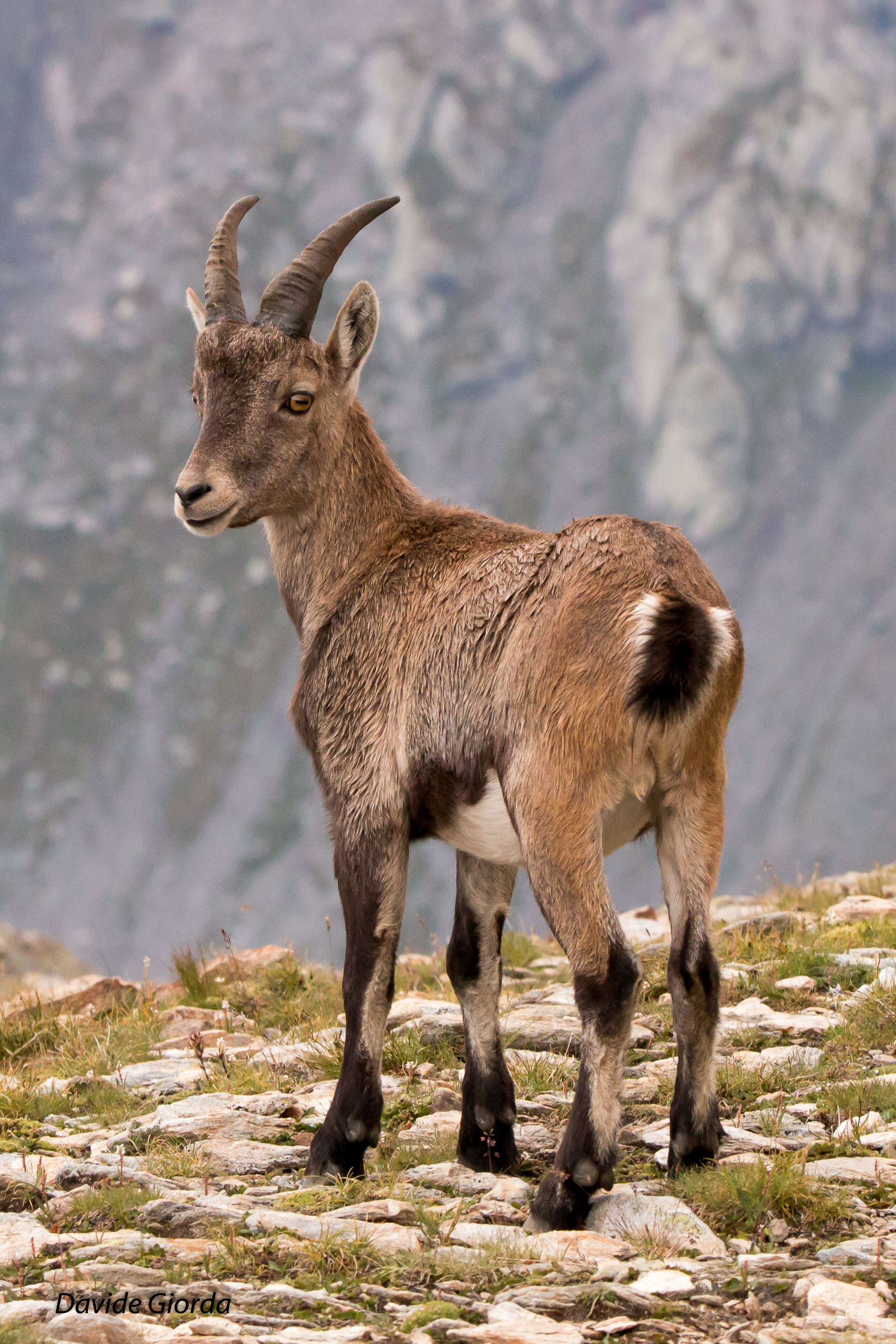 I Stambecco Young Pass Clopaca