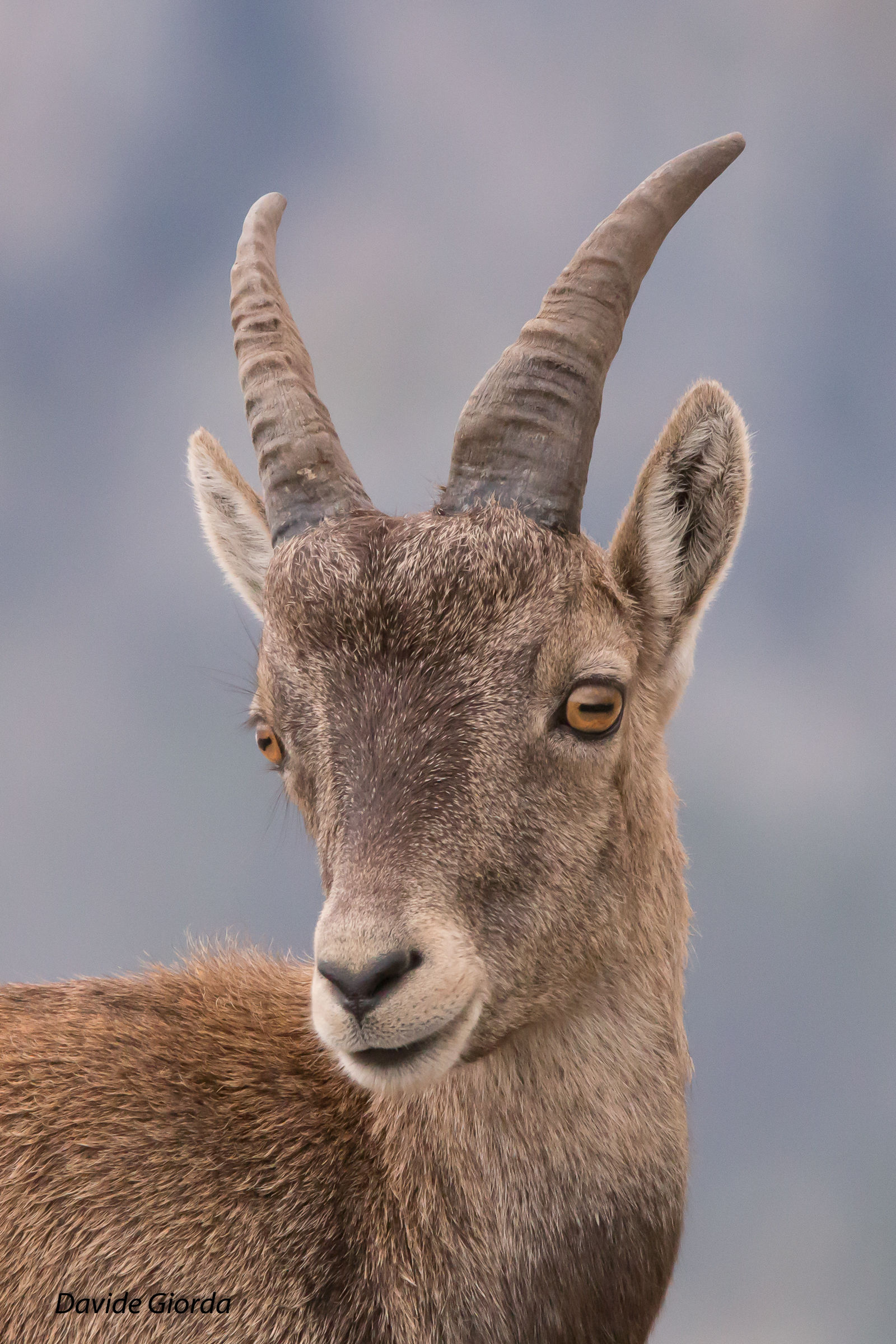 I Stambecco Young Pass Clopaca