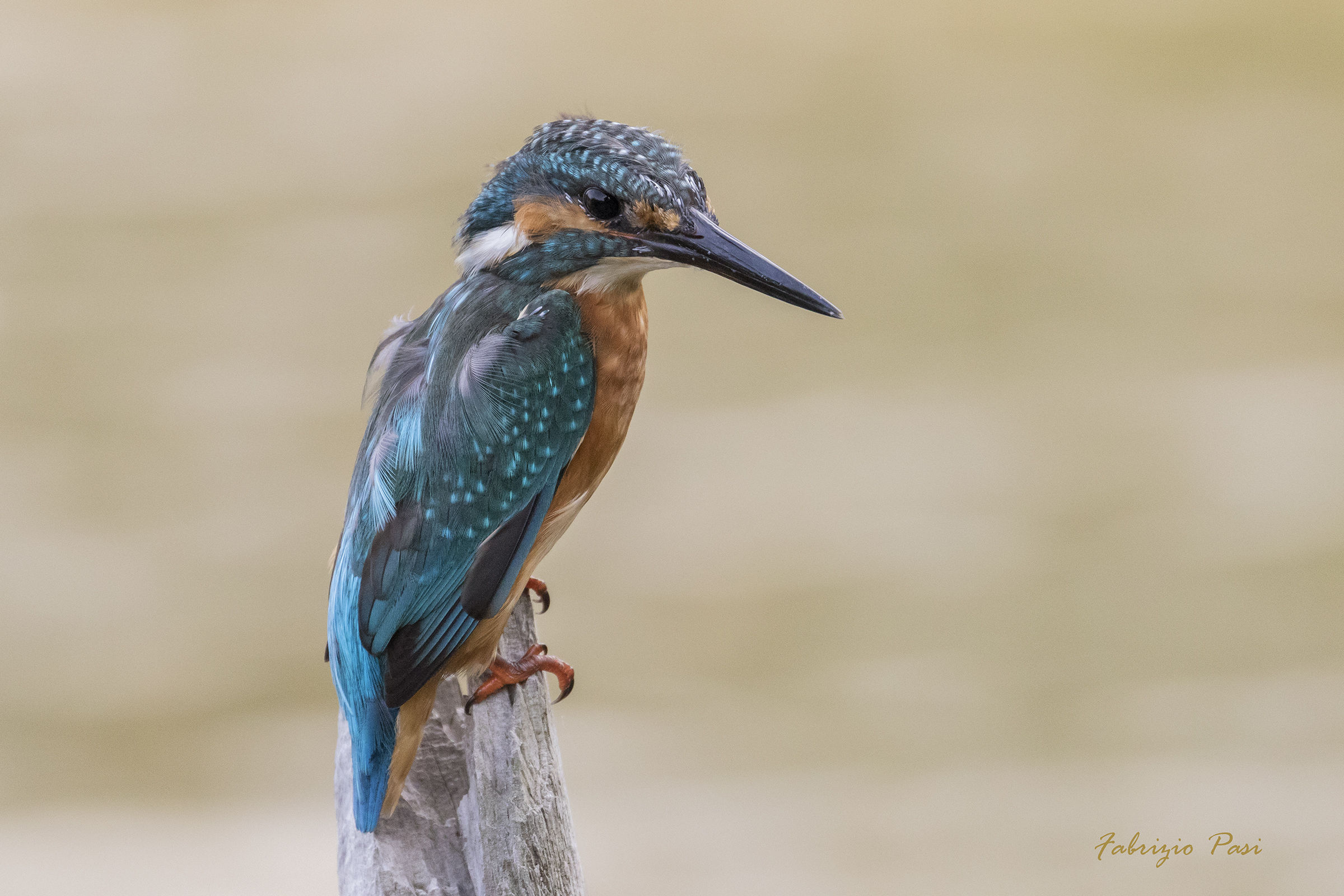 Martino .. in the wind!