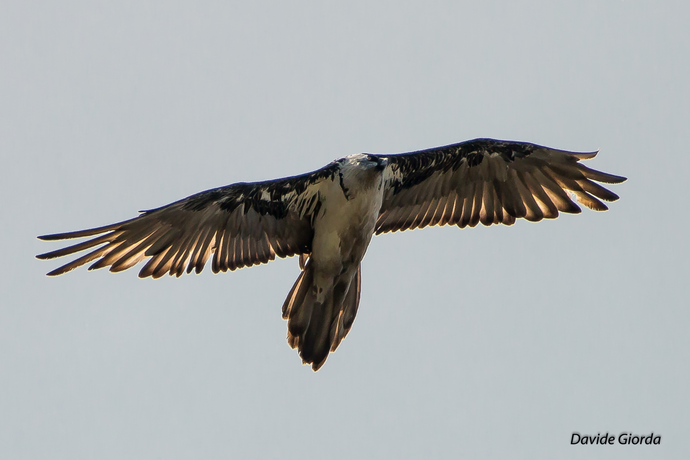 Palanfre '... female of Gipeto .....' white '