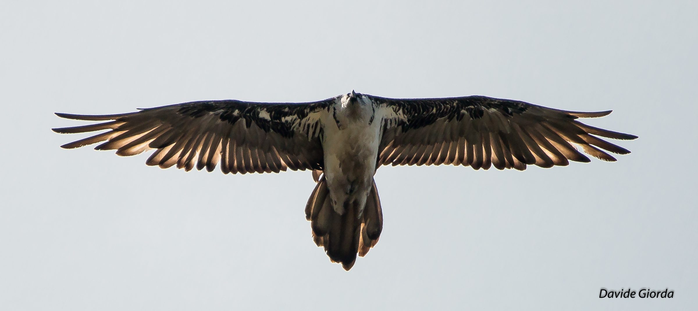 Palanfre '... female of Gipeto .....' white '