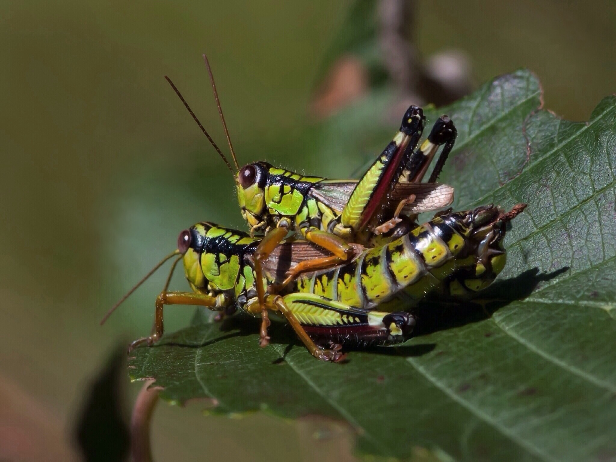 Dai, monta su ! (Miramella alpina)
