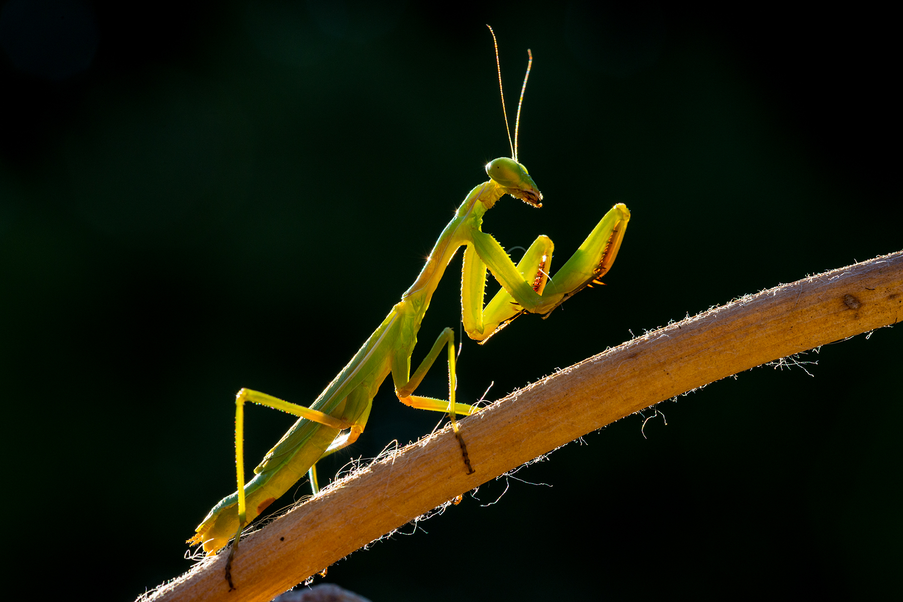 Praying mantis