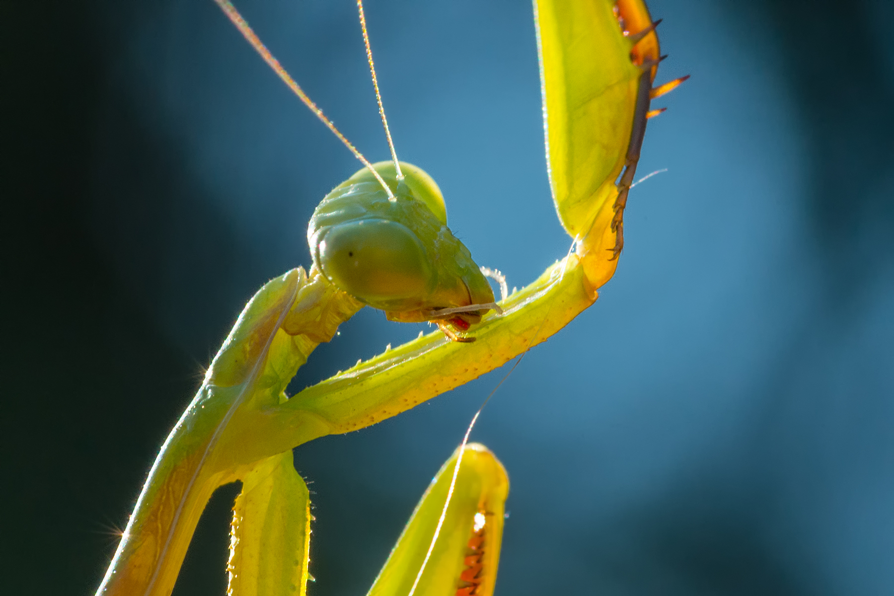 Praying mantis