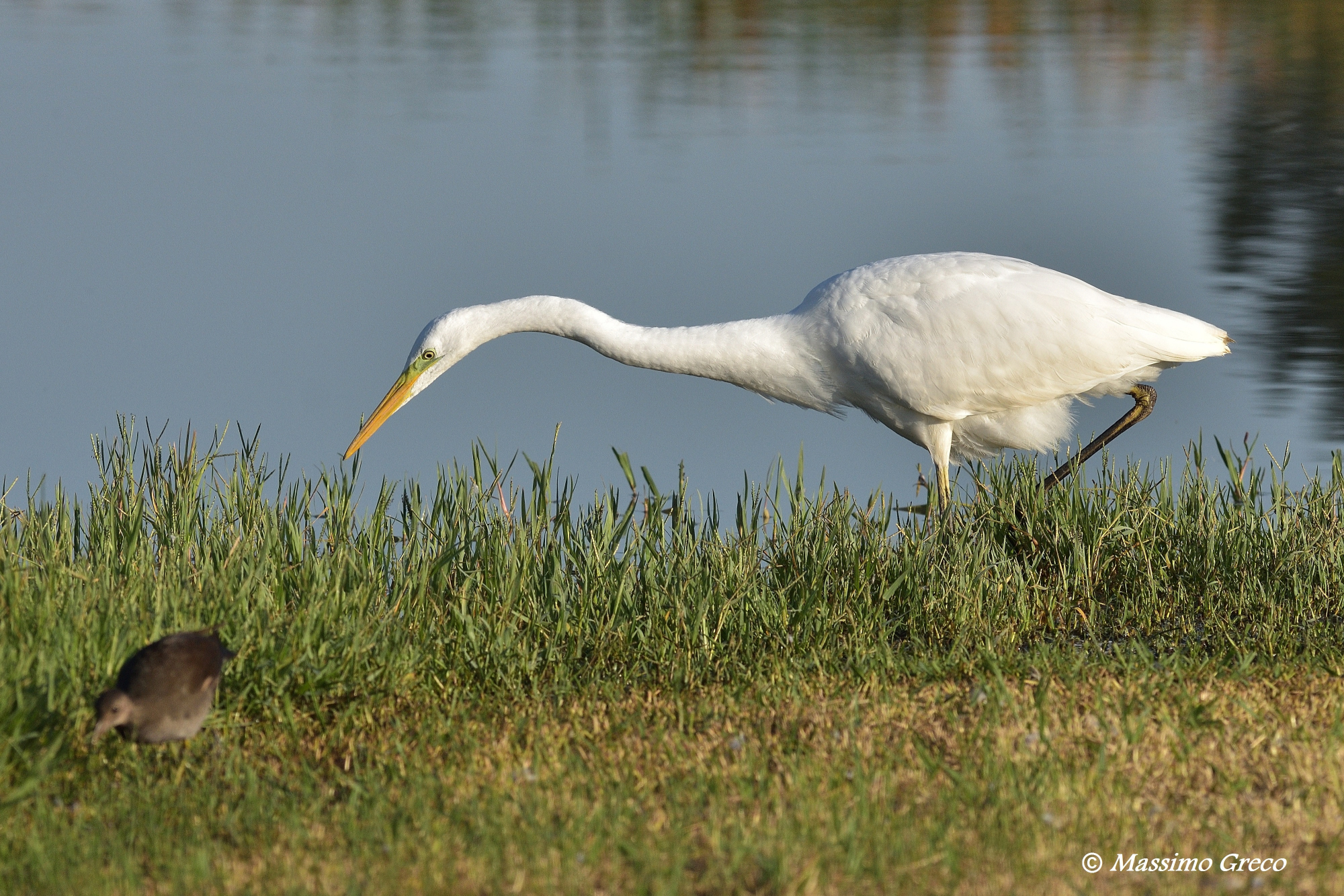 Greater white heron