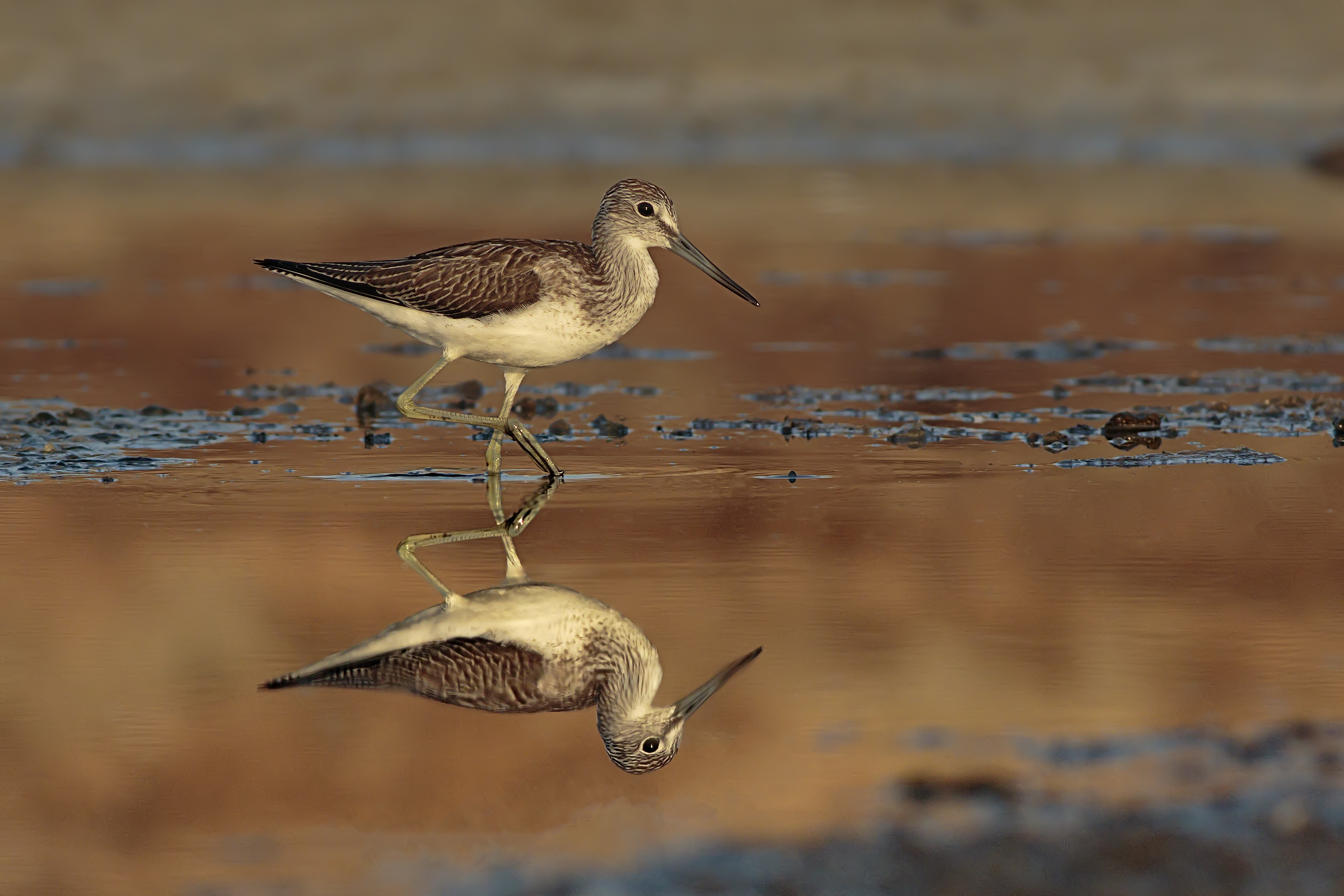 Piro Piro Boschereccio at dawn.