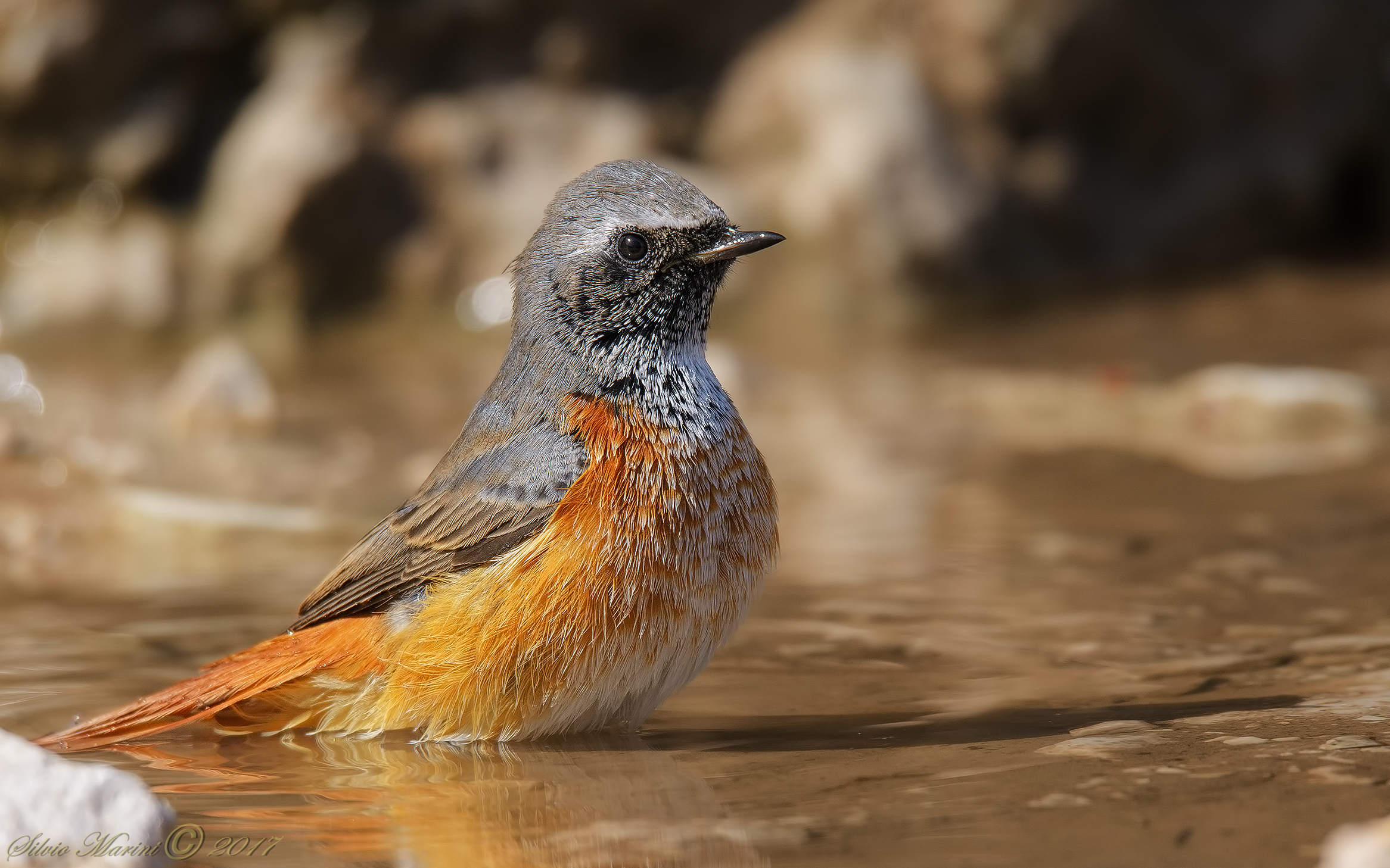 Codirosso (Phoenicurus phoenicurus) Bagnetto quotidiano