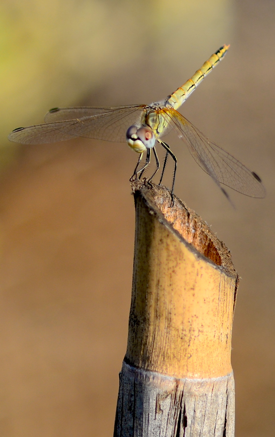 Dragonfly