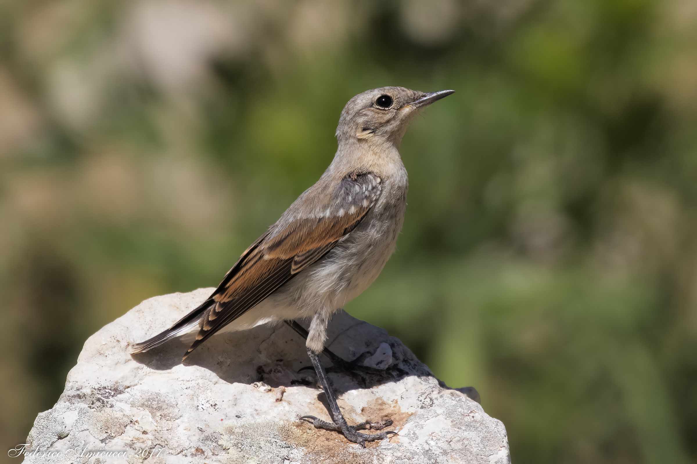 Giovane di Culbianco