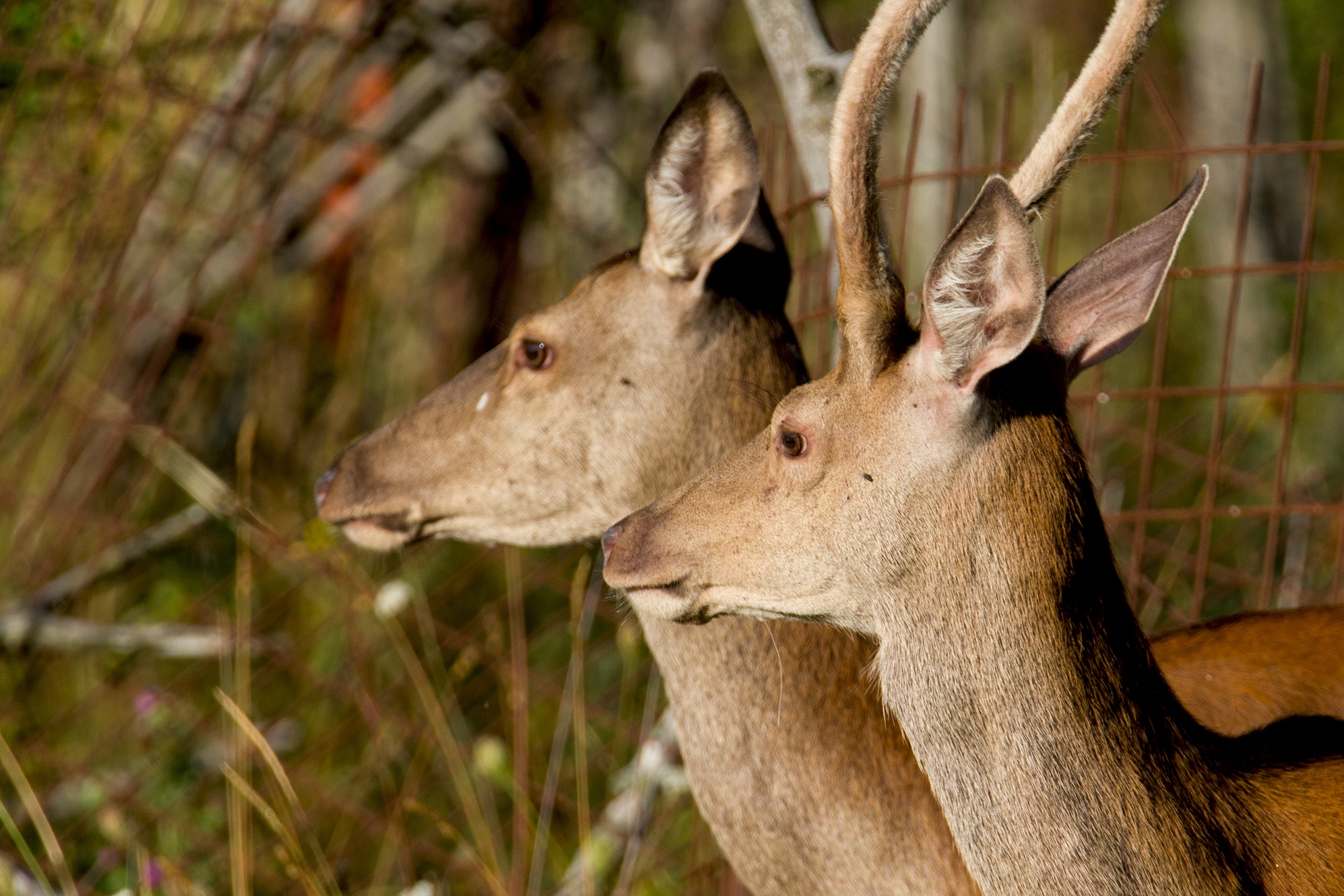 Guests of a camping in Abruzzo