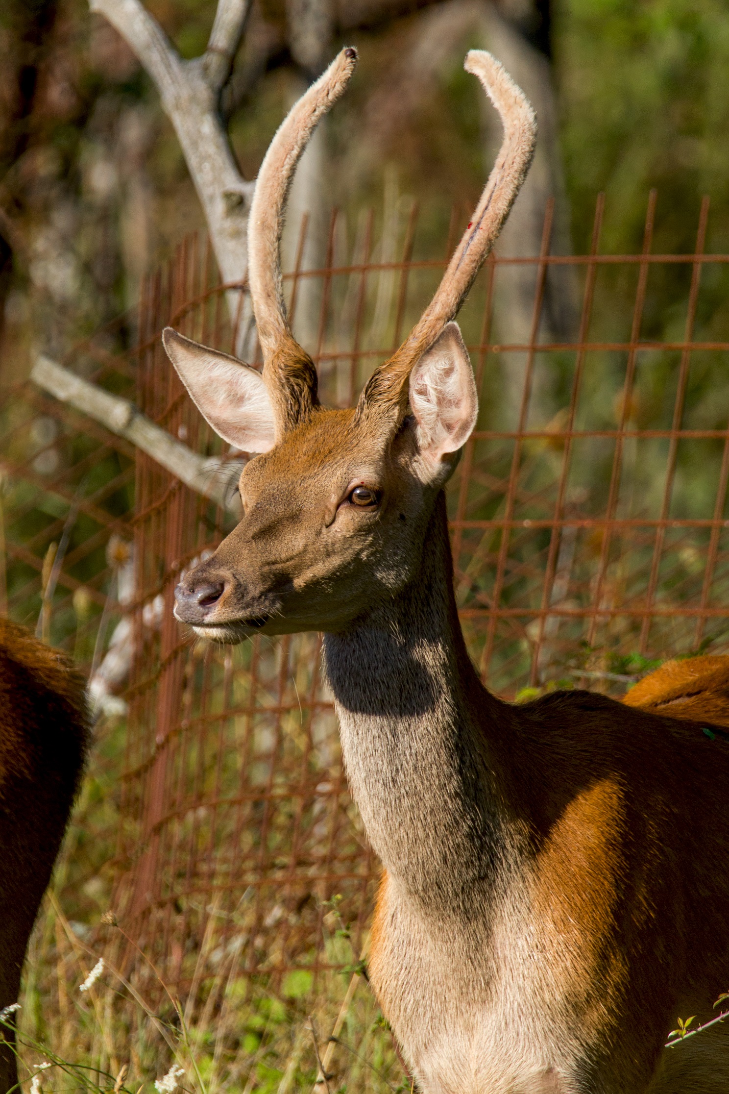 Guests of a camping in Abruzzo