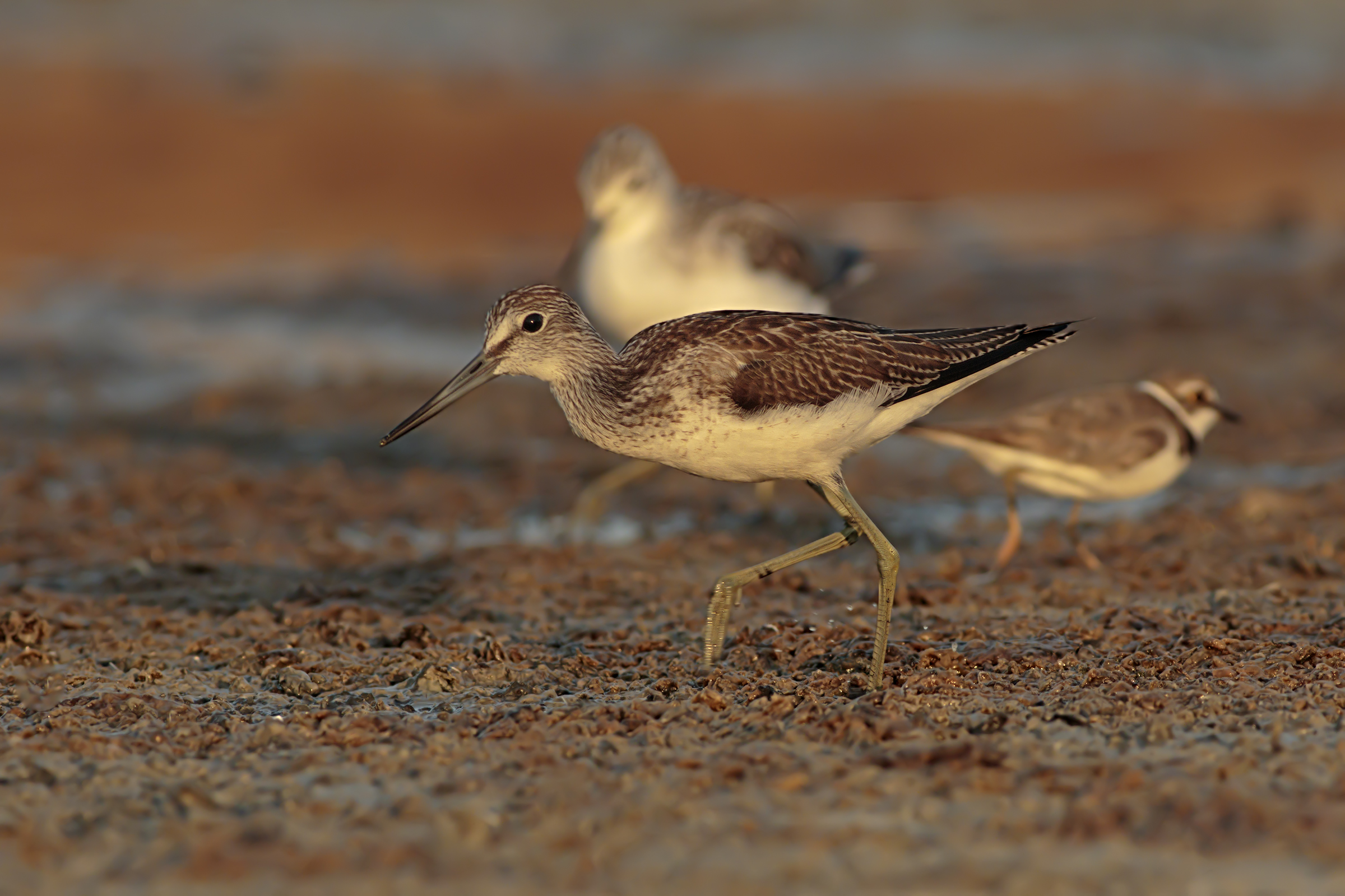 Isoradio. Traffic at dawn in the lagoon.