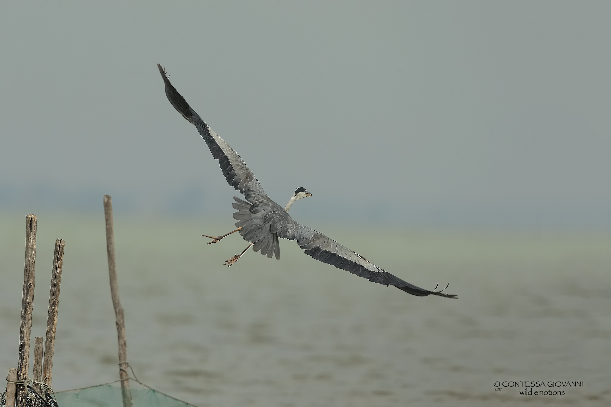 The flight ......... heron hog