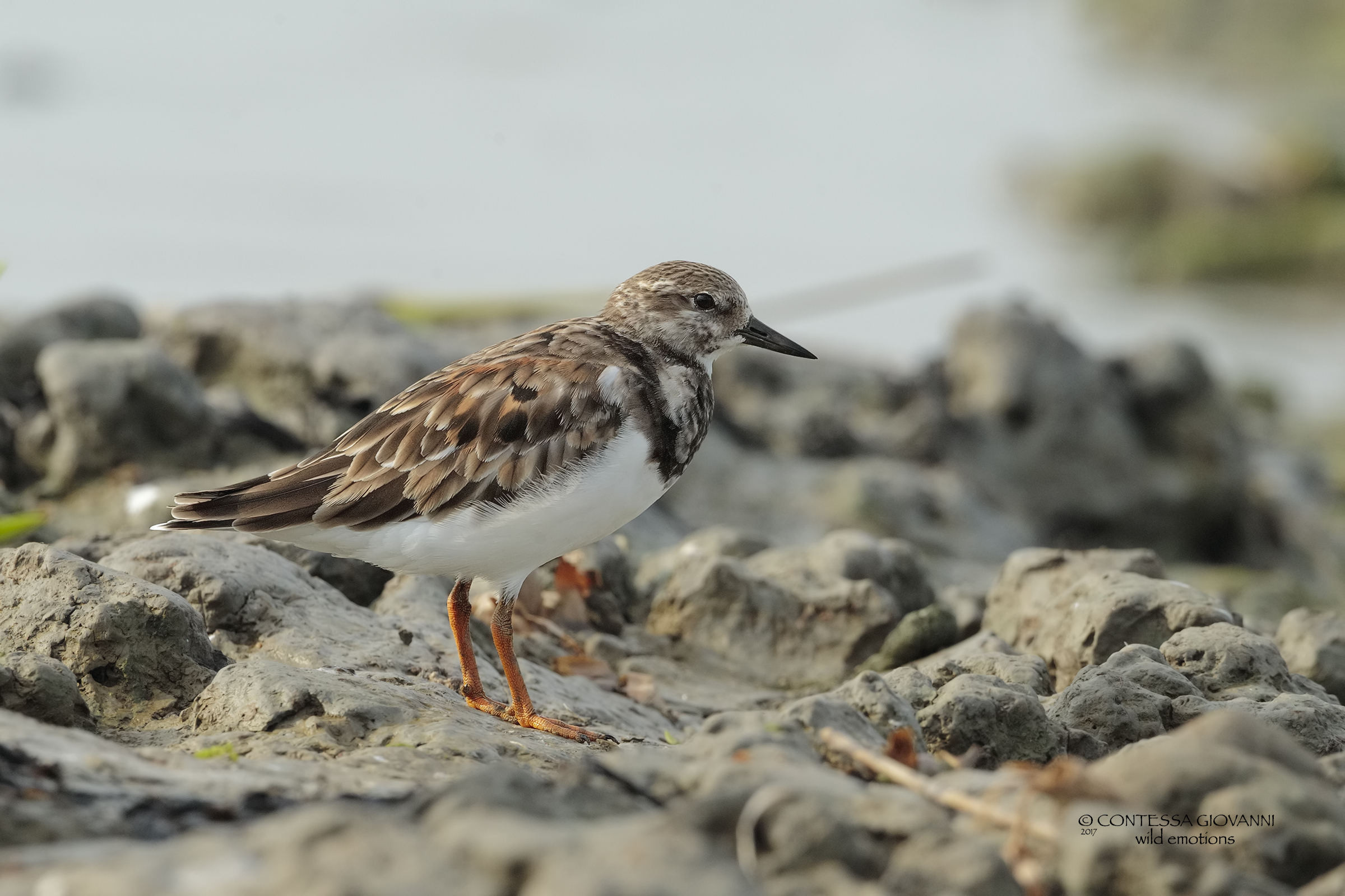Turnstone