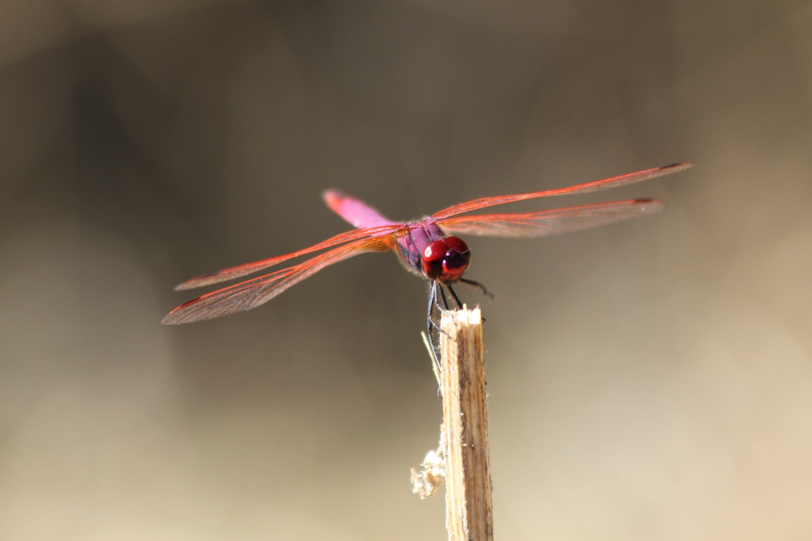 Red dragonfly