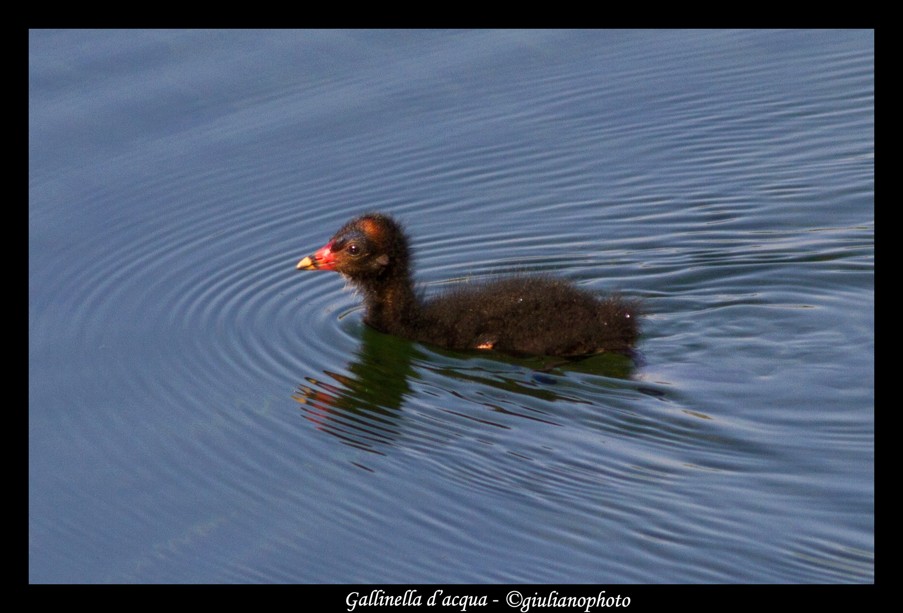 Water hunter (pullus)