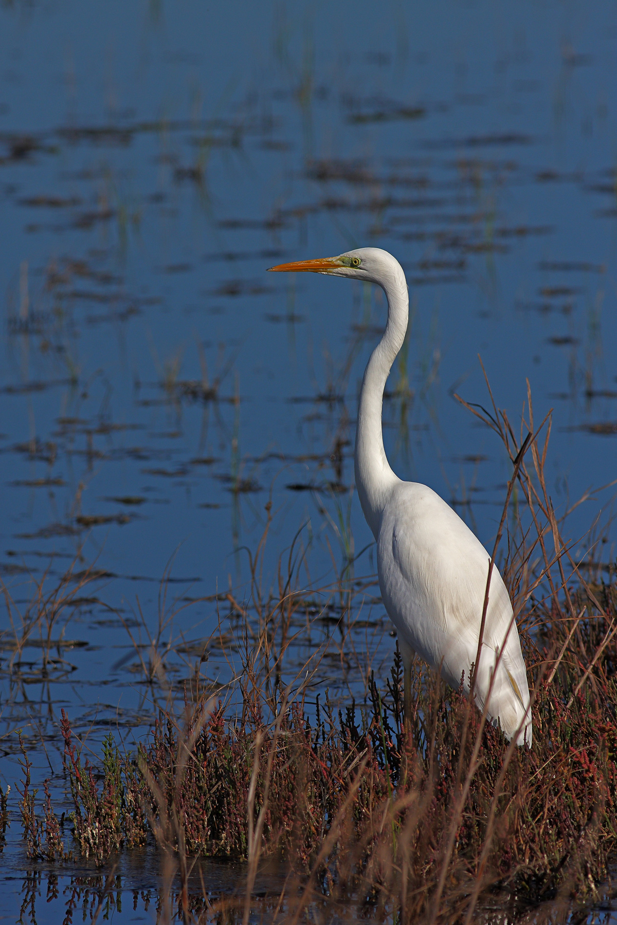 Airone Bianco maggiore