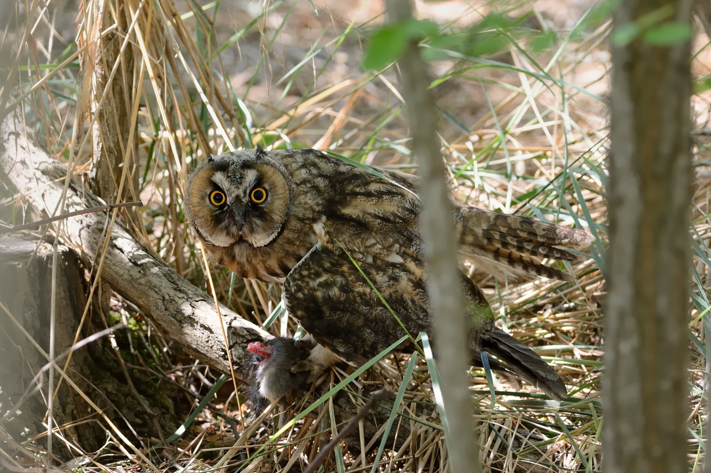 Gufo comune con preda.