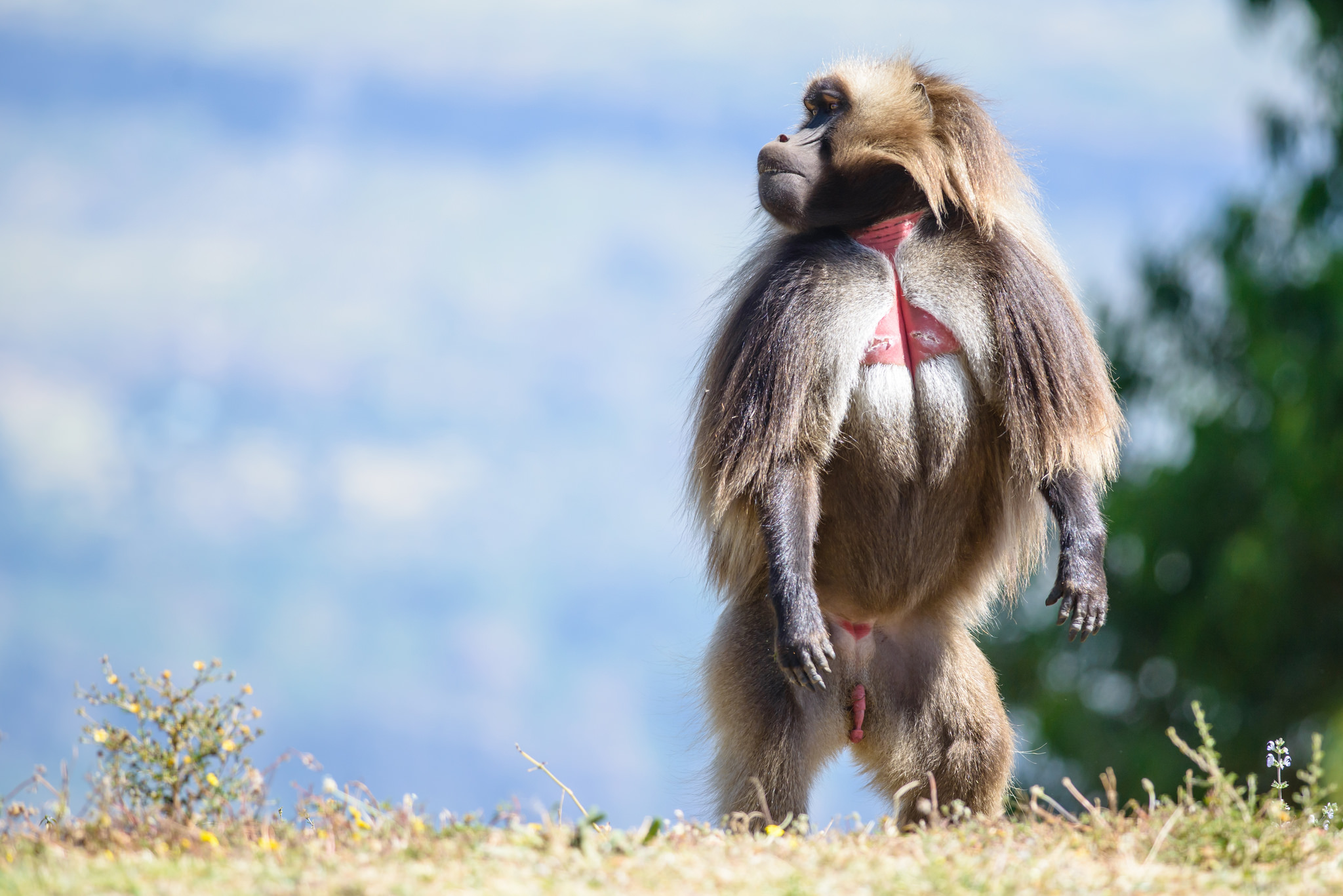 Male baboon baboon