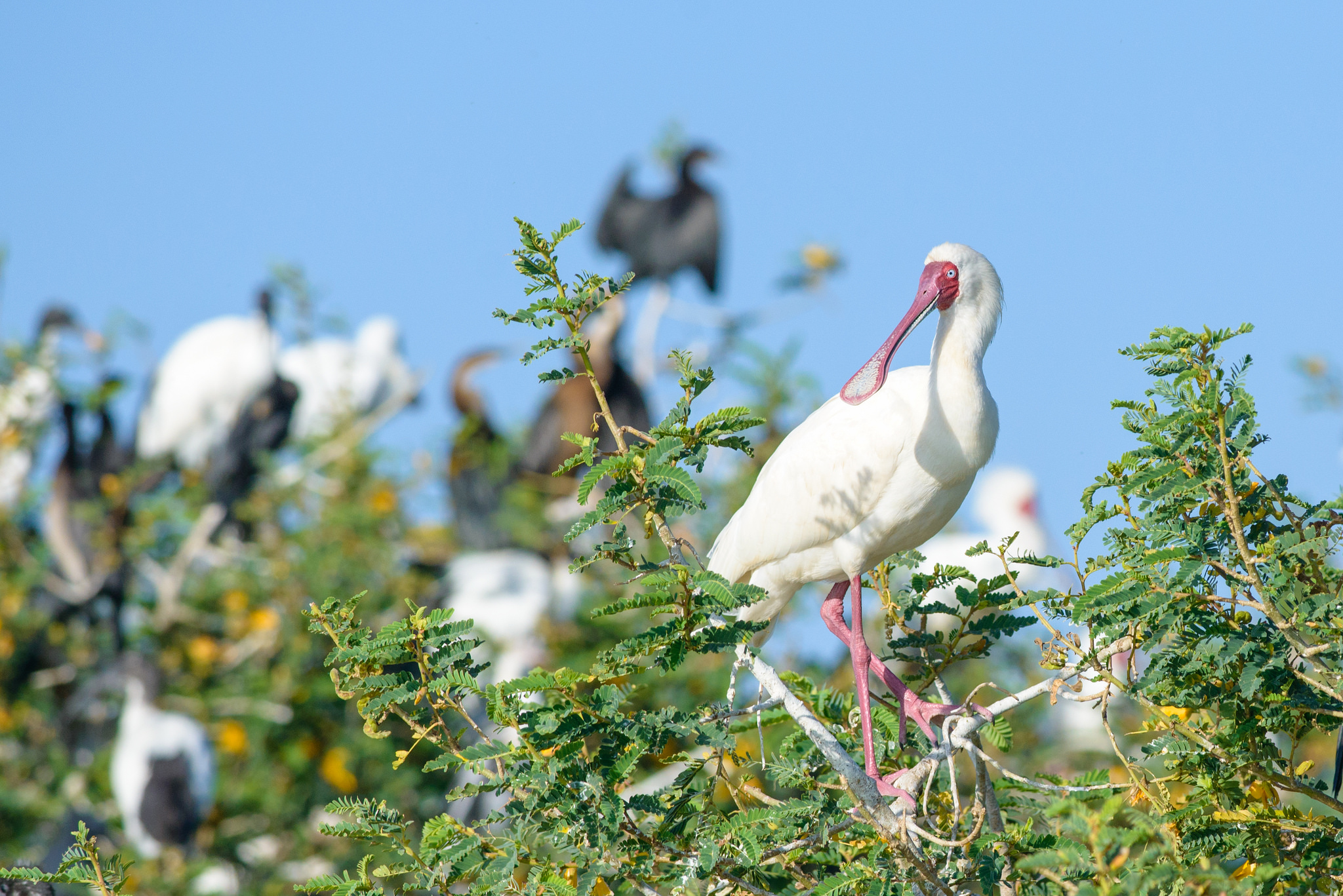 Spatola africana su un'isola galleggiante del lago Zway