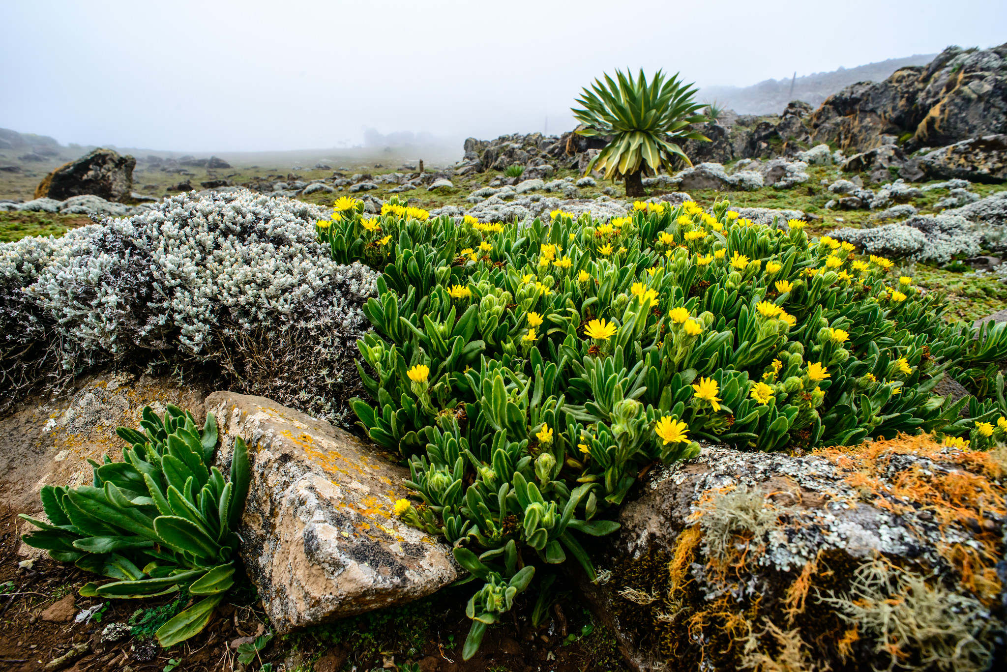 The Sanetti Plateau Heath