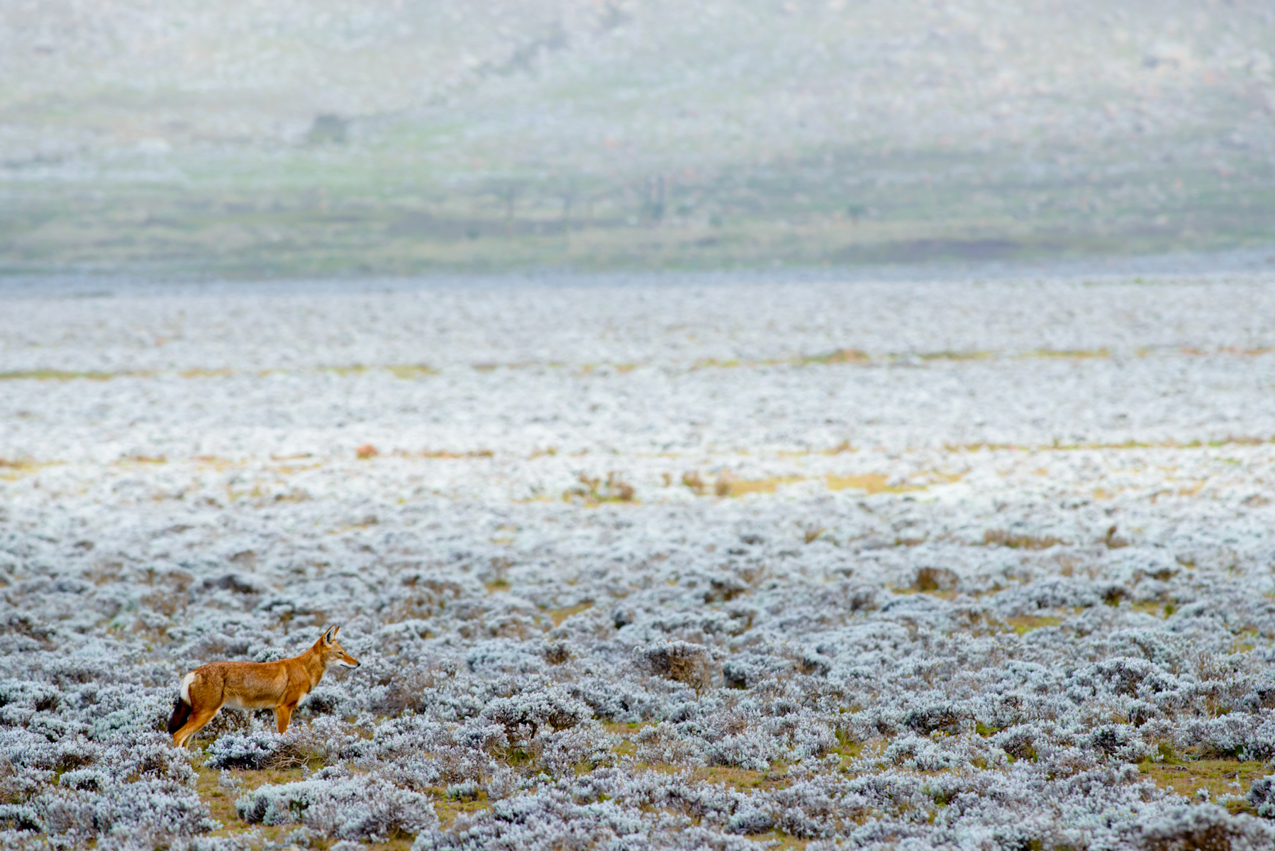 Lupo abissino nella brughiera del Sanetti Plateau