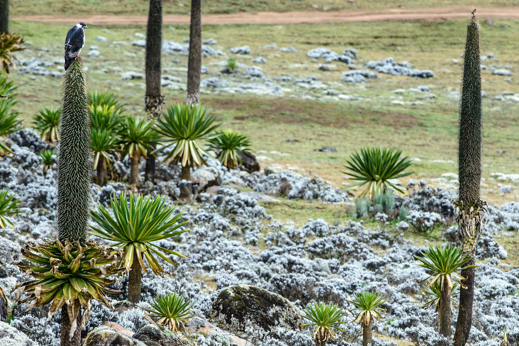 Avifauna tra le lobelie (poiana augurale)