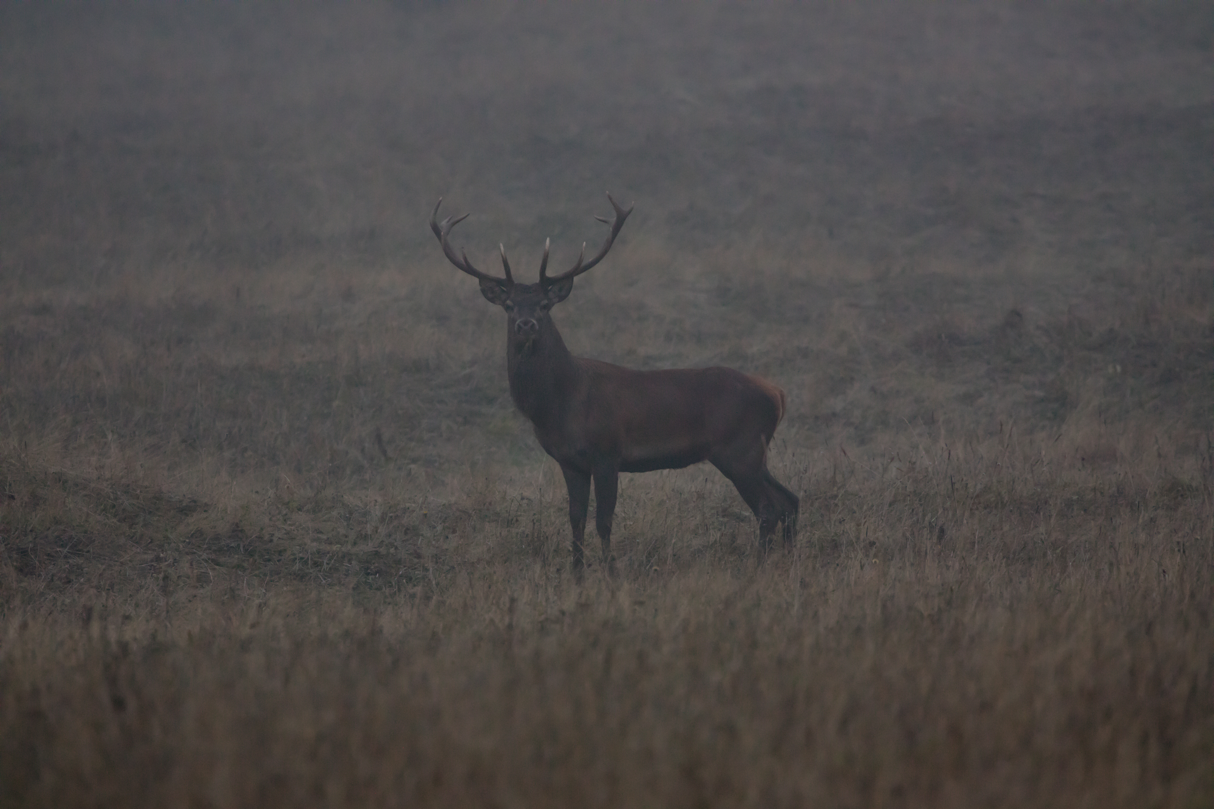 Waiting for the whim