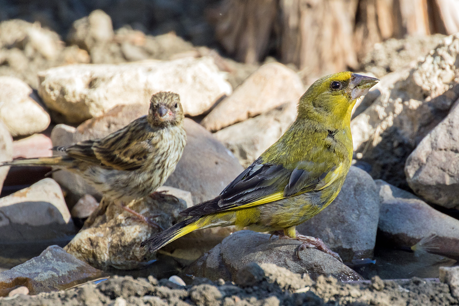 The verdone and the verzellino