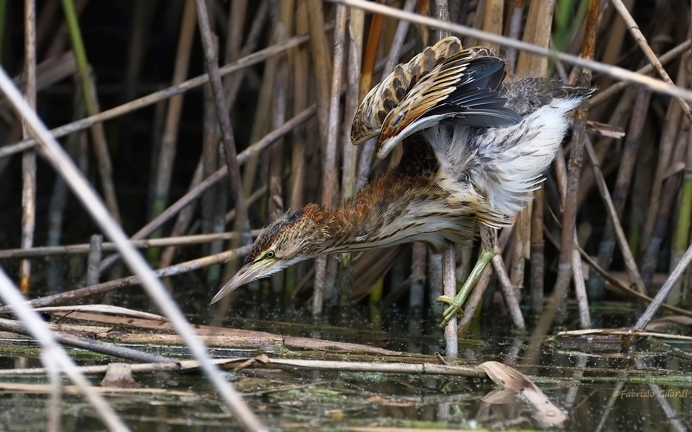 Tarabusino (Lxobrychus minutus)