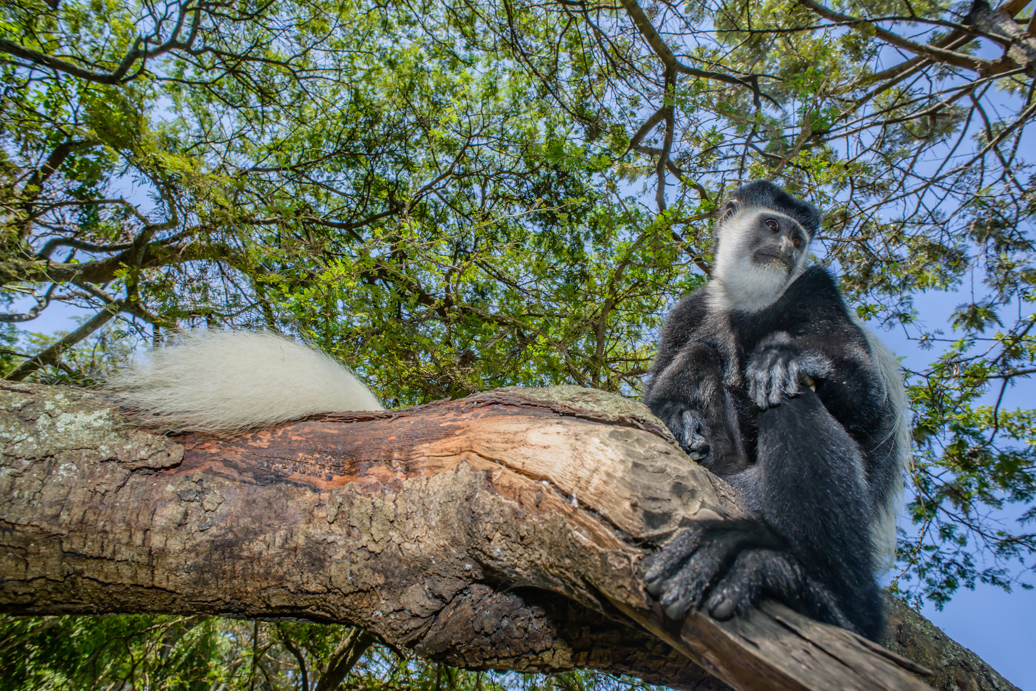La seduta del guereza