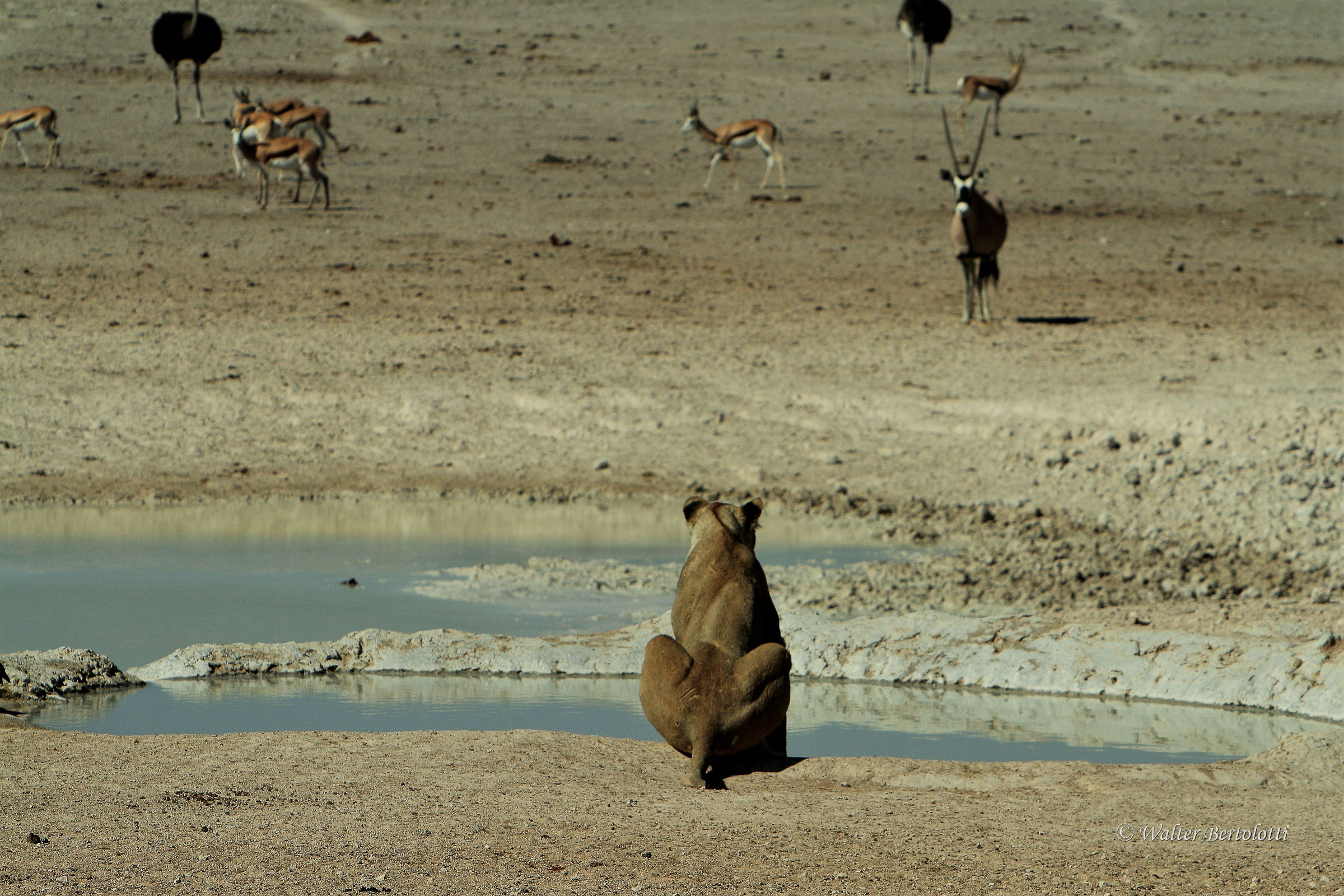 Watching the menu well