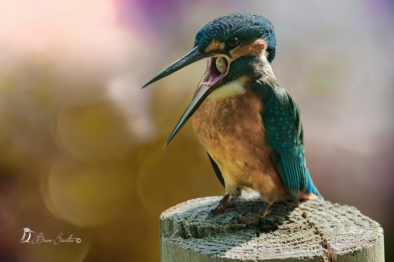 Kingfisher