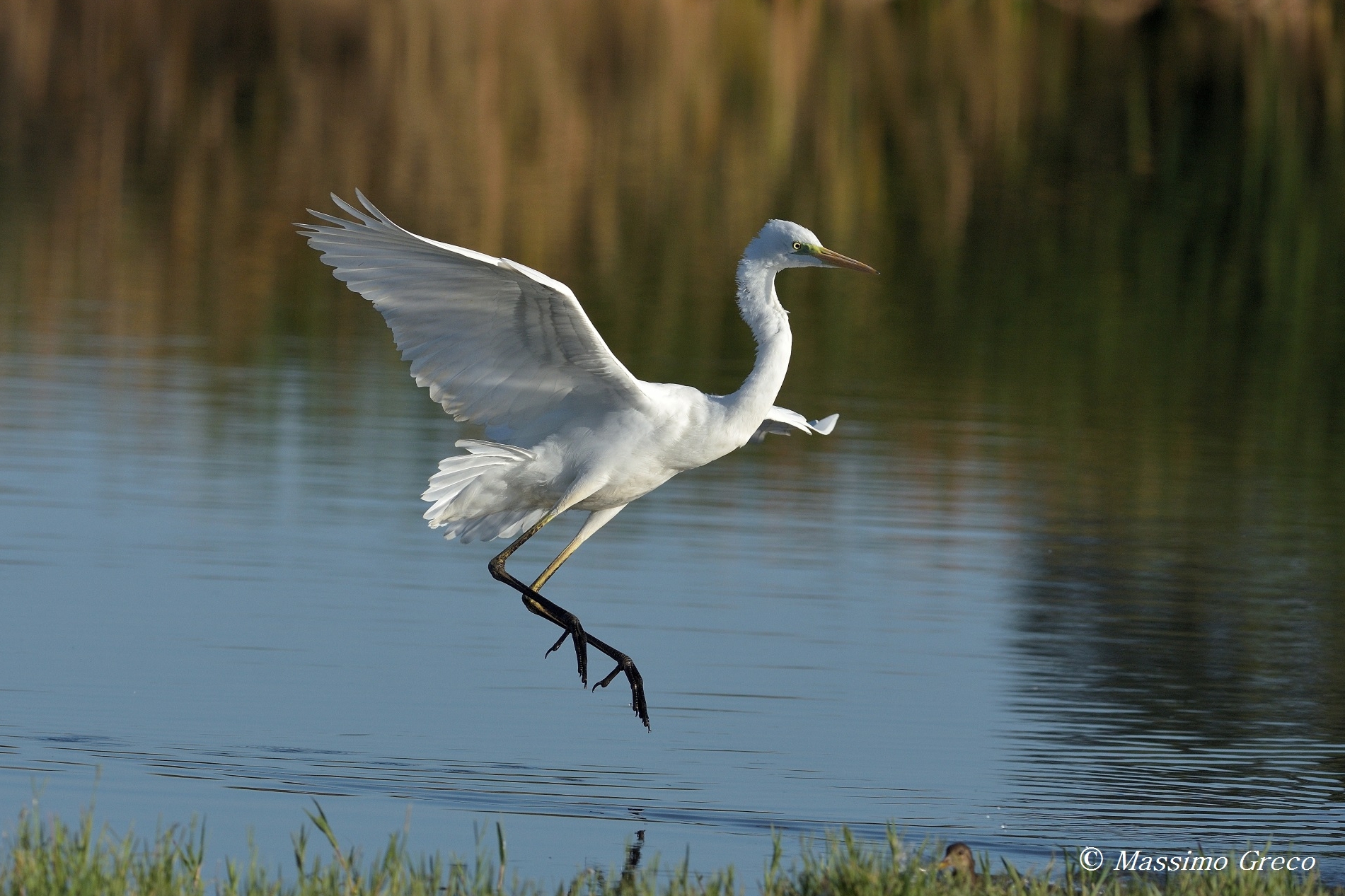 Airone bianco maggiore