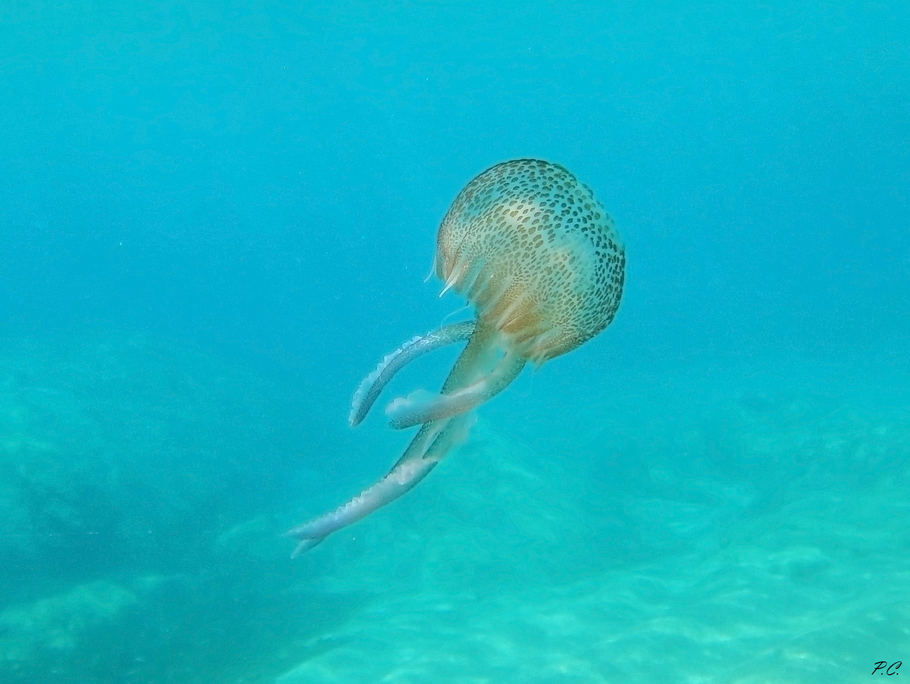 The balloon of the jellyfish